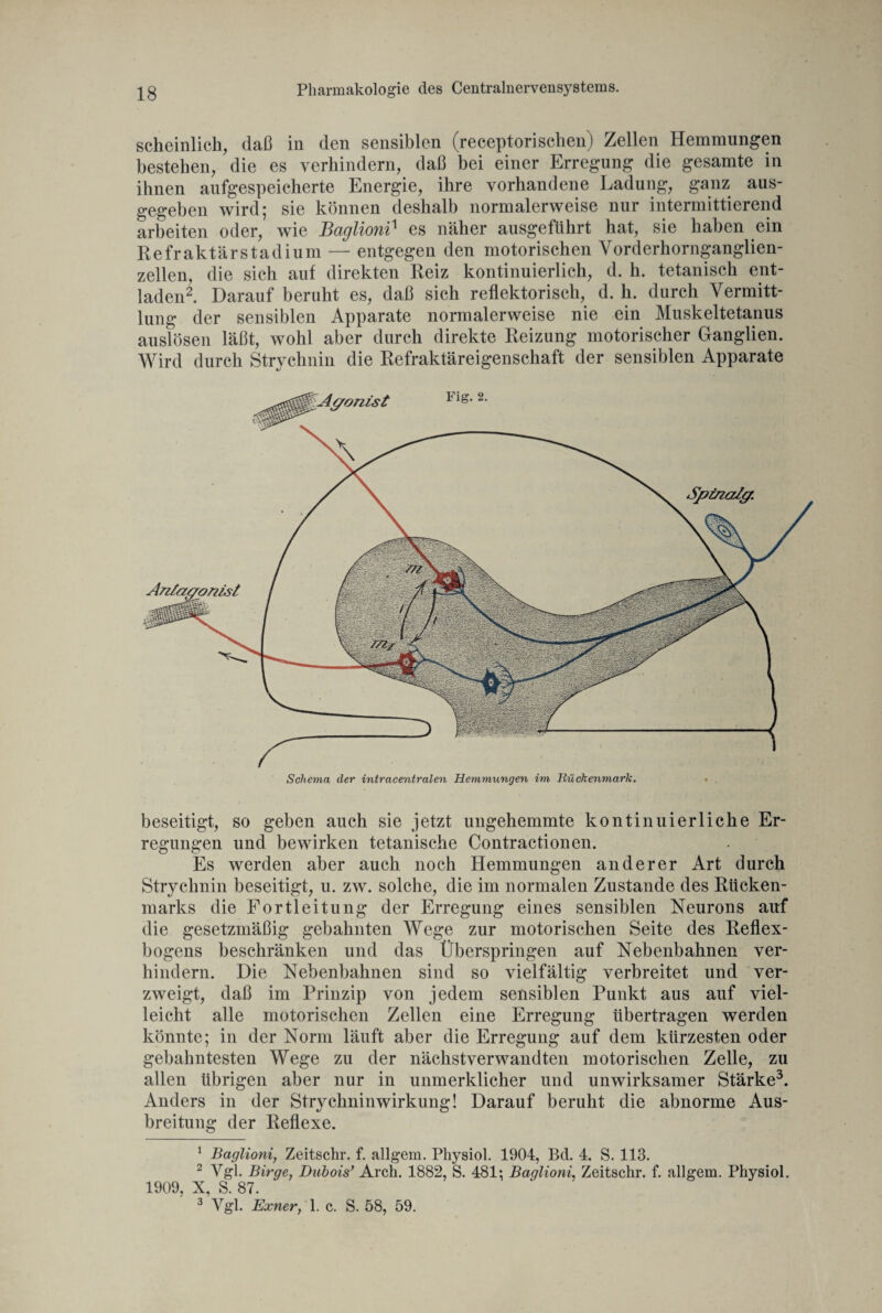 scheinlich, daß in den sensiblen (receptorischen) Zellen Hemmungen bestehen, die es verhindern, daß bei einer Erregung die gesamte in ihnen aufgespeicherte Energie, ihre vorhandene Ladung, ganz aus¬ gegeben wird; sie können deshalb normalerweise nur intermittierend arbeiten oder, wie Baglionf es näher ausgefiihrt hat, sie haben ein Refraktärstadium — entgegen den motorischen Vorderhornganglien¬ zellen, die sich auf direkten Reiz kontinuierlich, d. h. tetanisch ent¬ laden2. Darauf beruht es, daß sich reflektorisch, d. h. durch Vermitt¬ lung der sensiblen Apparate normalerweise nie ein Muskeltetanus auslösen läßt, wohl aber durch direkte Reizung motorischer Ganglien. Wird durch Strychnin die Refraktäreigenschaft der sensiblen Apparate Schema der intracentralen Hemmungen im Rückenmark. beseitigt, so geben auch sie jetzt ungehemmte kontinuierliche Er¬ regungen und bewirken tetanische Contractionen. Es werden aber auch noch Hemmungen anderer Art durch Strychnin beseitigt, u. zw. solche, die im normalen Zustande des Rücken¬ marks die Fortleitung der Erregung eines sensiblen Neurons auf die gesetzmäßig gebahnten Wege zur motorischen Seite des Reflex¬ bogens beschränken und das Überspringen auf Nebenbahnen ver¬ hindern. Die Nebenbahnen sind so vielfältig verbreitet und ver¬ zweigt, daß im Prinzip von jedem sensiblen Punkt aus auf viel¬ leicht alle motorischen Zellen eine Erregung übertragen werden könnte; in der Norm läuft aber die Erregung auf dem kürzesten oder gebahntesten Wege zu der nächstverwandten motorischen Zelle, zu allen übrigen aber nur in unmerklicher und unwirksamer Stärke3. Anders in der Strychninwirkung! Darauf beruht die abnorme Aus¬ breitung der Reflexe. 1 Baglioni, Zeitschr. f. allgem. Physiol. 1904, Bd. 4. S. 113. 2 Vgl. Birge, Dubois’ Arch. 1882, S. 481; BaqlionL Zeitschr. f. allgem. Physiol. 1909, X, S. 87. 3 Vgl. Exner, 1. c. S. 58, 59.
