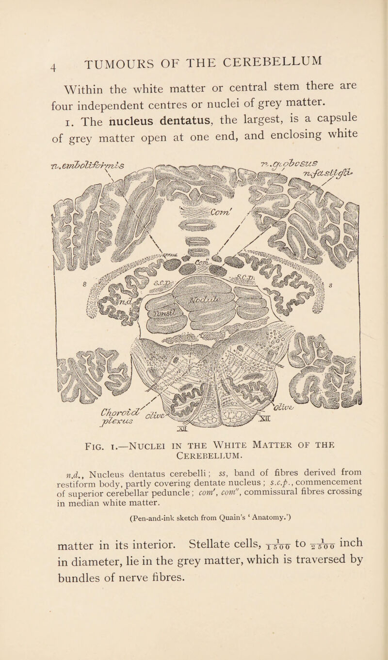 Within the white matter or central stem there are four independent centres or nuclei of grey matter. i. The nucleus dentatus, the largest, is a capsule of grey matter open at one end, and enclosing white FIG. I.—Nuclei in the White Matter of the Cerebellum. n.d., Nucleus dentatus cerebelli; ss, band of fibres derived from restiform body, partly covering dentate nucleus ; s.c.p., commencement of superior cerebellar peduncle; com', com, commissural fibres crossing in median white matter. (Pen-and-ink sketch from Quain’s ‘ Anatomy.’) matter in its interior. Stellate cells, x-Vo to 2 sV o inch in diameter, lie in the grey matter, which is traversed by bundles of nerve fibres.