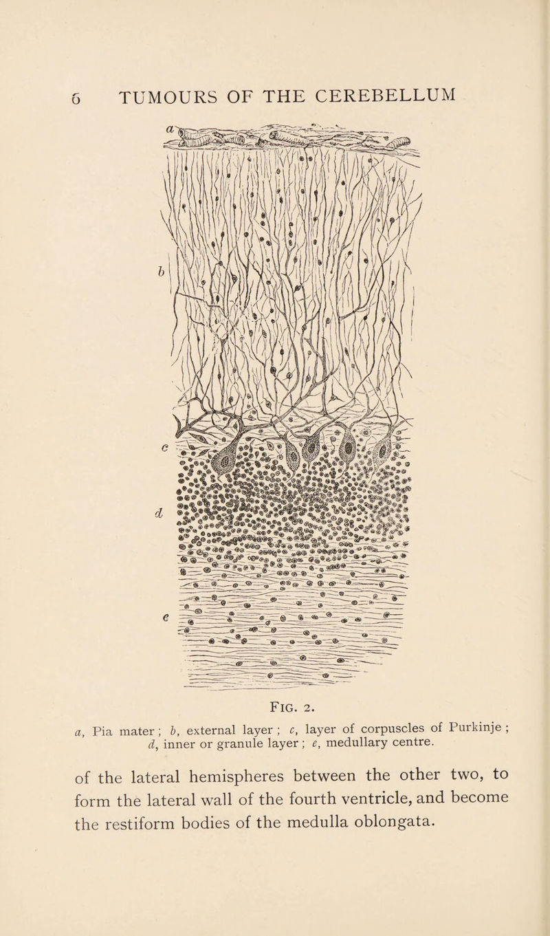 o a, Pia mater; b, external layer ; c, layer of corpuscles of Purkinje ; d, inner or granule layer ; e, medullary centre. of the lateral hemispheres between the other two, to form the lateral wall of the fourth ventricle, and become the restiform bodies of the medulla oblongata.