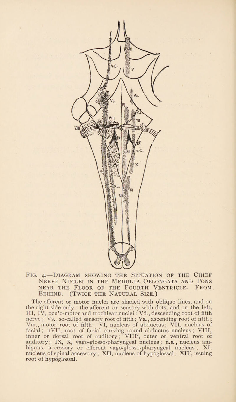 Nerve Nuclei in the Medulla Oblongata and Pons NEAR THE FLOOR OF THE FOURTH VENTRICLE. FROM Behind. (Twice the Natural Size.) The efferent or motor nuclei are shaded with oblique lines, and on the right side only; the afferent or sensory with dots, and on the left. Ill, IV, ocffo-motor and trochlear nuclei; Vd., descending root of fifth nerve ; Vs., so-called sensory root of fifth ; Va., ascending root of fifth ; Vm., motor root of fifth; VI, nucleus of abductus; VII, nucleus of facial; nVII, root of facial curving round abductus nucleus ; VIII, inner or dorsal root of auditory; VIII', outer or ventral root of auditory; IX, X, vago-glosso-pharyngeal nucleus; n.a,, nucleus am- biguus, accessory or efferent vago-glosso-pharyngeal nucleus ; XI, nucleus of spinal accessory ; XII, nucleus of hypoglossal; XII', issuing root of hypoglossal.