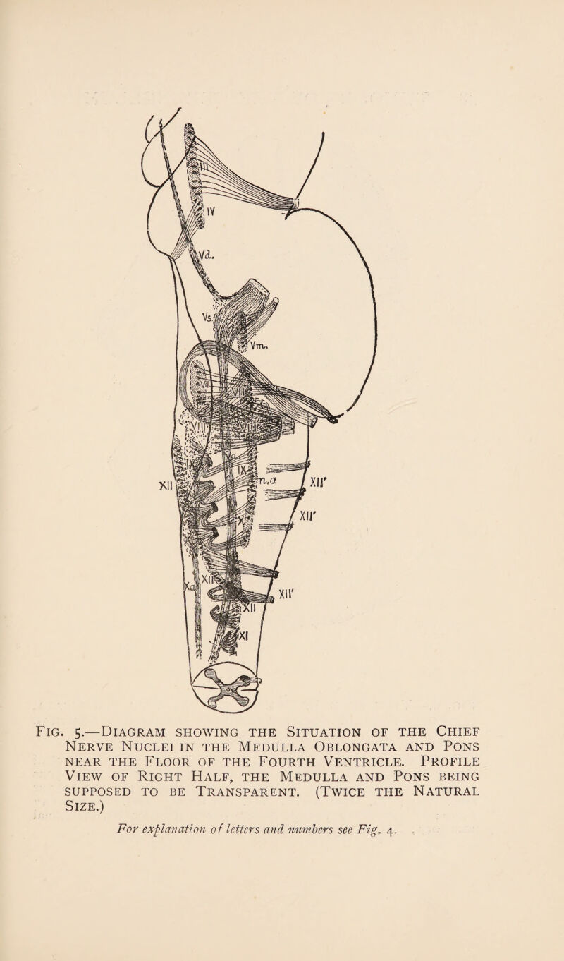 Fig. 5.—Diagram showing the Situation of the Chief Nerve Nuclei in the Medulla Oblongata and Pons NEAR THE FLOOR OF THE FOURTH VENTRICLE. PROFILE View of Right Half, the Medulla and Pons being SUPPOSED TO BE TRANSPARENT. (TWICE THE NATURAL Size.) For explanation of letters and numbers see Fig, 4.