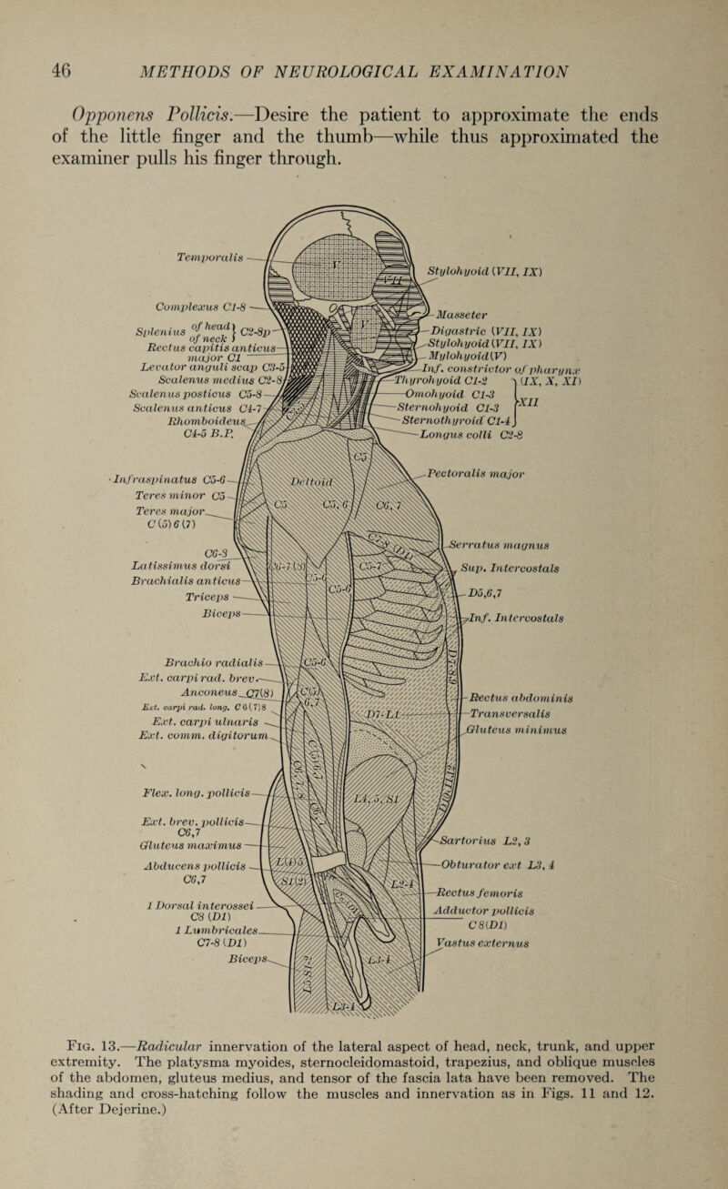 Opponens Pollicis.—Desire the patient to approximate the ends of the little finger and the thumb—while thus approximated the examiner pulls his finger through. Temporalis Co inplexus Cl-8 S„le,U»s $%£} 02-ep- Rectus capitis anticus- major Cl Levator anguli scap C3-5j Scalenus medius C2-8j Scalenus posticus C5-8- Scalenus anticus Ci-7- Rhomboideusu Cl-5 B.P. ■Infraspinatus C5-6— Teres minor Co - Teres major ^ C (5)6 (7) CG-3 La tissimus dor si Brachialis anticus- Triceps Biceps- Brachio radialis Ext. carpi rad. brev.- Anconeus __Q7(8) Ext. carpi racl. long. C 0(7)8 Ext. carpi ulnaris Ext. comm, digitorum. Flex. long, pollicis- Ext. brev. pollicis— C6J Gluteus maximus — Abducens pollicis ~ CG,7 1 Dorsal interossei ■ C8 (Dl) 1 Lumbricales- C7-8{D1) Biceps- Thyrohyoid Cl-2 -Omohyoid Cl-3 Sternohyoid Cl-3 Sternothyroid Cl-1 '—Longus colli C2-8 , Pectoral is major Stylohyoid {VII, IX) -Masseter -Digastric {VII, IX) Stylohyoid (VII, IX) -Mylohyoid(V) -Inf. constrictor of pharynx (IX, X, XI) >XII -Serratus magnus Sup. Intercostals -Do,6,7 7Inf. Intercostals Rectus abdominis Transversalis jGluteus minimus -Sartorius L2, 3 —Obturator ext L3, i —Rectus femoris Adductor pollicis C8(D1) Vastus externus Fig. 13.—Radicular innervation of the lateral aspect of head, neck, trunk, and upper extremity. The platysma myoides, sternocleidomastoid, trapezius, and oblique muscles of the abdomen, gluteus medius, and tensor of the fascia lata have been removed. The shading and cross-hatching follow the muscles and innervation as in Figs. 11 and 12. (After Dejerine.)