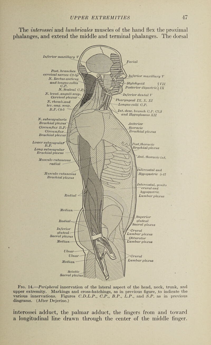 The interossei and lumbricales muscles of the hand flex the proximal phalanges, and extend the middle and terminal phalanges. The dorsal Inferior max ilia i Post, branches cervical nerves C2-8p N. Rectus anttens and longus collis C.P. N. Soaleni C.P. N. levat. anguli scop Cervical plexus N. rhomb.and lev. ang. scap B.P. Cl-5 -= N. subscapularis Brachial plexus' Circumflex B.P. Circumflex_ Brachial plexus Lower subscapular B.P. Long subscapular Brachial plexus - Musculo cutaneous radial Musculo cutaneous Brach ial plexus Facial Inferior maxillary V Stylohyoid (VII Posterior digastric (IX Inferior dental V Pharyngeal IX, X, XI Longus colli C.P. Int. desc. branch C.P. C2,3 and Hypoglossus XII Anterior thoracic Brachial plexus Post.thoracic Brachial plexus Ant. thoracic int. Intercostal and Hypogastric 5-12 Intercostal, genito ~~crural and hypogastric. Lumbar plexus Median Radial Inferior gluteal Sacral plexus Median- Ulnar Ulnar Median Sciatic Sacral plexus Superior gluteal Sacral plexus Crural Lumbar plexus Obturator Lumbar plexus Crural Lumbar plexus Fig. 14.—Peripheral innervation of the lateral aspect of the head, neck, trunk, and upper extremity. Markings and cross-hatchings, as in previous figure, to indicate the various innervations. Figures C.D.L.P., C.P., B.P., L.P., and S.P. as in previous diagrams. (After Dejerine.) interossei adduct, the palmar adduct, the fingers from and toward a longitudinal line drawn through the center of the middle finger.