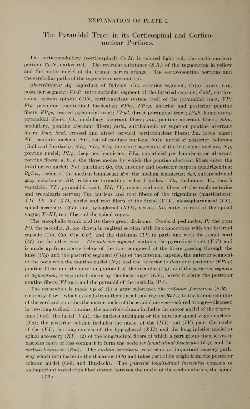 EXPLANATION OF PLATE I. The Pyramidal Tract in its Corticospinal and Cortico¬ nuclear Portions. The corticomedullary (corticospinal) Co.M, is colored light red; the corticonuclear portion, Co.N, darker red. The reticular substance (S.R.) of the tegmentum in yellow and the motor nuclei of the cranial nerves orange. The corticopontine portions and the cerebellar paths of the tegmentum are omitted. Abbreviations: Aq, aqueduct of Sylvius; Cia, anterior segment; Ci(g), knee; Cip, posterior segment; CirP, retrolenticular segment of the internal capsule; CoM, cortico¬ spinal system (pink); CON, corticonuclear system (red) of the pyramidal tract, VP; Ftp, posterior longitudinal fasciculus; FPba, FPop, anterior and posterior pontine fibers; FPyc, crossed pyramidal tract; FPyd, direct pyramidal tract; fPyh, homolateral pyramidal fibers; fab, medullary aberrant fibers; fap, pontine aberrant fibers; fabp, medullary, pontine aberrant fibers; fasth, subthalamic or superior pontine aberrant fibers; fcnc, fend, crossed and direct cervical corticonuclear fibers; Ln, locus niger; NC, caudate nucleus; NC', tail of caudate nucleus; NCp, nuclei of posterior columns (Goll and Burdach); NL\, NL2, NLs, the three segments of the lenticular nucleus; Np, pontine nuclei; PLp, deep pes lemniscus; PLs, superficial pes lemniscus or aberrant pontine fibers; a, b, c, the three modes by which the pontine aberrant fibers enter the third nerve nuclei; Pul, pulvinar; Qa, Qp, anterior and posterior corpora quadrigemina; RgRm, region of the median lemniscus; Rm, the median lemniscus; Sgc, subependymal gray substance; SR, reticular formation, colored yellow; Th, thalamus; Vi, fourth ventricle: VP, pyramidal tract; III, IV, nuclei and root fibers of the oculomotorius and trochlearis nerves; Vm, nucleus and root fibers of the trigeminus (masticators); VII, IX, XI, XII, nuclei and root fibers of the facial (VII), glossopharyngeal (IX), spinal accessory (XI), and hypoglossal (XII), nerves; Xa, anterior root of the spinal vagus; X-XI, root fibers of the spinal vagus. The encephalic trunk and its three great divisions: Cerebral peduncles, P; the pons PO, the medulla, B, are shown in sagittal section with its connections with the internal capsule (Cia, Cig, Cip, Cirl) and the thalamus (Th) in part; and with the spinal cord (M) for the other part. The anterior segment contains the pyramidal tract (F.P) and is made up from above below of the foot composed of the fibers passing through the knee (Cig) and the posterior segment (Cip) of the internal capsule, the anterior segment of the pons with the pontine nuclei (Np) and the anterior (FPoa) and posterior (FPop) pontine fibers and the anterior pyramid of the medulla (Py); and the posterior segment or tegmentum, is separated above by the locus niger (LN), below it abuts the posterior pontine fibers (FPop.), and the pyramid of the medulla (Py). The tegmentum is made up of (1) a gray substance the reticular formation (S.R) — colored yellow—-which extends from the subthalamic region (RsTh) to the lateral columns of the cord and contains the motor nuclei of the cranial nerves—colored orange—disposed in two longitudinal columns; the anterior column includes the motor nuclei of the trigem¬ inus (Vm), the facial (VII), the nucleus ambiguus or the anterior spinal vagus nucleus, (Xa); the posterior column includes the nuclei of the (III) and (IV) pair, the nuclei of the (VI), the long nucleus of the hypoglossal (XII) and the long inferior nuclei or spinal accessory (XI); (2) of the longitudinal fibers of which a part group themselves in fascicles more or less compact to form the posterior longitudinal fasciculus (Flp) and the median lemniscus (Rm). The median lemniscus, represents an important sensory path¬ way which terminates in the thalamus (Th) and takes part of its origin from the posterior column nuclei (Goll and Burdach). The posterior longitudinal fasciculus consists of an important association fiber system between the nuclei of the oculomotorius, the spinal