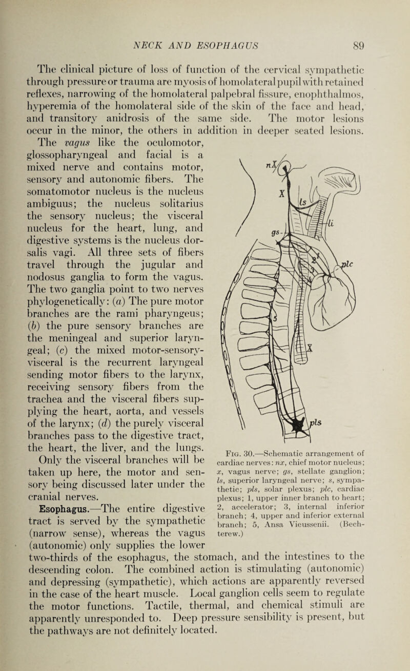 The clinical picture of loss of function of the cervical sympathetic through pressure or trauma are myosis of homolateral pupil with retained reflexes, narrowing of the homolateral palpebral fissure, enophthalmos, hyperemia of the homolateral side of the skin of the face and head, and transitory anidrosis of the same side. The motor lesions occur in the minor, the others in addition in deeper seated lesions. The vagus like the oculomotor, glossopharyngeal and facial is a mixed nerve and contains motor, sensory and autonomic fibers. The somatomotor nucleus is the nucleus ambiguus; the nucleus solitarius the sensory nucleus; the visceral nucleus for the heart, lung, and digestive systems is the nucleus dor¬ salis vagi. All three sets of fibers travel through the jugular and nodosus ganglia to form the vagus. The two ganglia point to two nerves phylogenetically: (a) The pure motor branches are the rami pharyngeus; (b) the pure sensory branches are the meningeal and superior laryn¬ geal; (c) the mixed motor-sensory- visceral is the recurrent laryngeal sending motor fibers to the larynx, receiving sensory fibers from the trachea and the visceral fibers sup¬ plying the heart, aorta, and vessels of the larynx; (d) the purely visceral branches pass to the digestive tract, the heart, the liver, and the lungs. Only the visceral branches will be taken up here, the motor and sen¬ sory being discussed later under the cranial nerves. Esophagus.—The entire digestive tract is served by the sympathetic (narrow sense), whereas the vagus (autonomic) only supplies the lower two-thirds of the esophagus, the stomach, and the intestines to the descending colon. The combined action is stimulating (autonomic) and depressing (sympathetic), which actions are apparently reversed in the case of the heart muscle. Local ganglion cells seem to regulate the motor functions. Tactile, thermal, and chemical stimuli are apparently unresponded to. Deep pressure sensibility is present, but the pathways are not definitely located. Fig. 30.—Schematic arrangement of cardiac nerves: nx, chief motor nucleus; x, vagus nerve; gs, stellate ganglion; Is, superior laryngeal nerve; s, sympa¬ thetic; pis, solar plexus; pic, cardiac plexus; 1, upper inner branch to heart; 2, accelerator; 3, internal inferior branch; 4, upper and inferior external branch; 5, Ansa Vieussenii. (Bech- terew.)