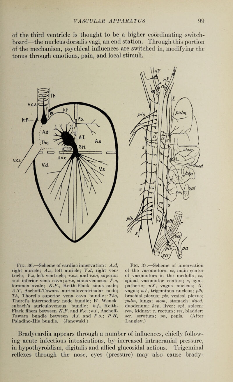 of the third ventricle is thought to be a higher coordinating switch¬ board—the nucleus dorsalis vagi, an end station. Through this portion of the mechanism, psychical influences are switched in, modifying the tonus through emotions, pain, and local stimuli. V.C.I. Fig. 36.—Scheme of cardiac innervation: A.d, right auricle; A.s, left auricle; V.d, right ven¬ tricle; F.s, left ventricle; v.c.s, and v.c.i, superior and inferior vena cava; s.v.c, sinus venosus; F.o, foramen ovale; K.F., Keith-Flack sinus node; A.T, Aschoff-Tawara auriculoventricular node; Th, Thorel’s superior vena cava bundle; Tho, Thorel’s intermediary node bundle; W, Wenck- enbach’s auriculovenous bundle; k.f., Keith- Flack fibers between K.F. and F.o.; a.t., Aschoff- Tawara bundle between A.t. and F.o.; P.H, Paladino-His bundle. (Janowski.) Fig. 37.—Scheme of innervation of the vasomotors: cv, main center of vasomotors in the medulla; cs, spinal vasomotor centers; s, sym¬ pathetic; nX, vagus nucleus; X, vagus; nV, trigeminus nucleus; plb, brachial plexus; plv, vesical plexus; pulm, lungs; stom, stomach; duod, duodenum; hep, liver; spl, spleen; ren, kidney; r, rectum; ves, bladder; scr, scrotum; pn, penis. (After Langley.) Bradycardia appears through a number of influences, chiefly follow¬ ing acute infectious intoxications, by increased intracranial pressure, in hypothyroidism, digitalis and allied glucosidal actions. Trigeminal reflexes through the nose, eyes (pressure) may also cause brady-