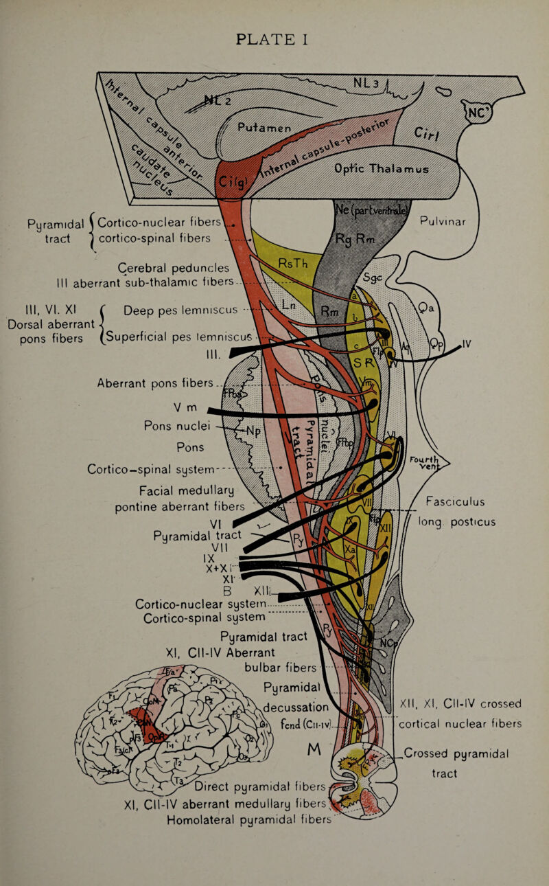 PLATE I Pyramidal \ Cortico-nuclear fibers tract 111, VI. XI Dorsal aberrant pons fibers ^Superficial pes lemniscus cortico-spinal fibers Cerebral peduncles aberrant sub-thalamic fibers Deep pes lemniscus • Aberrant pons fibers. V m Pons nuclei Pons Cortico-spinal system--* Facial medullary pontine aberrant fibers Vf Pyramidal tract VII IX X+XI xr B XII Cortico-nuclear system. Cortico-spinal system. Pyramidal tract XI, CII-IV Aberrant bulbar fibers Pyramidal decussation fend (Cll-l Direct pyramidal fibers XI, CII-IV aberrant medullary fibers Homolateral pyramidal fibers Fasciculus long posticus XII, XI, CII-IV crossed cortical nuclear fibers Crossed pyramidal tract