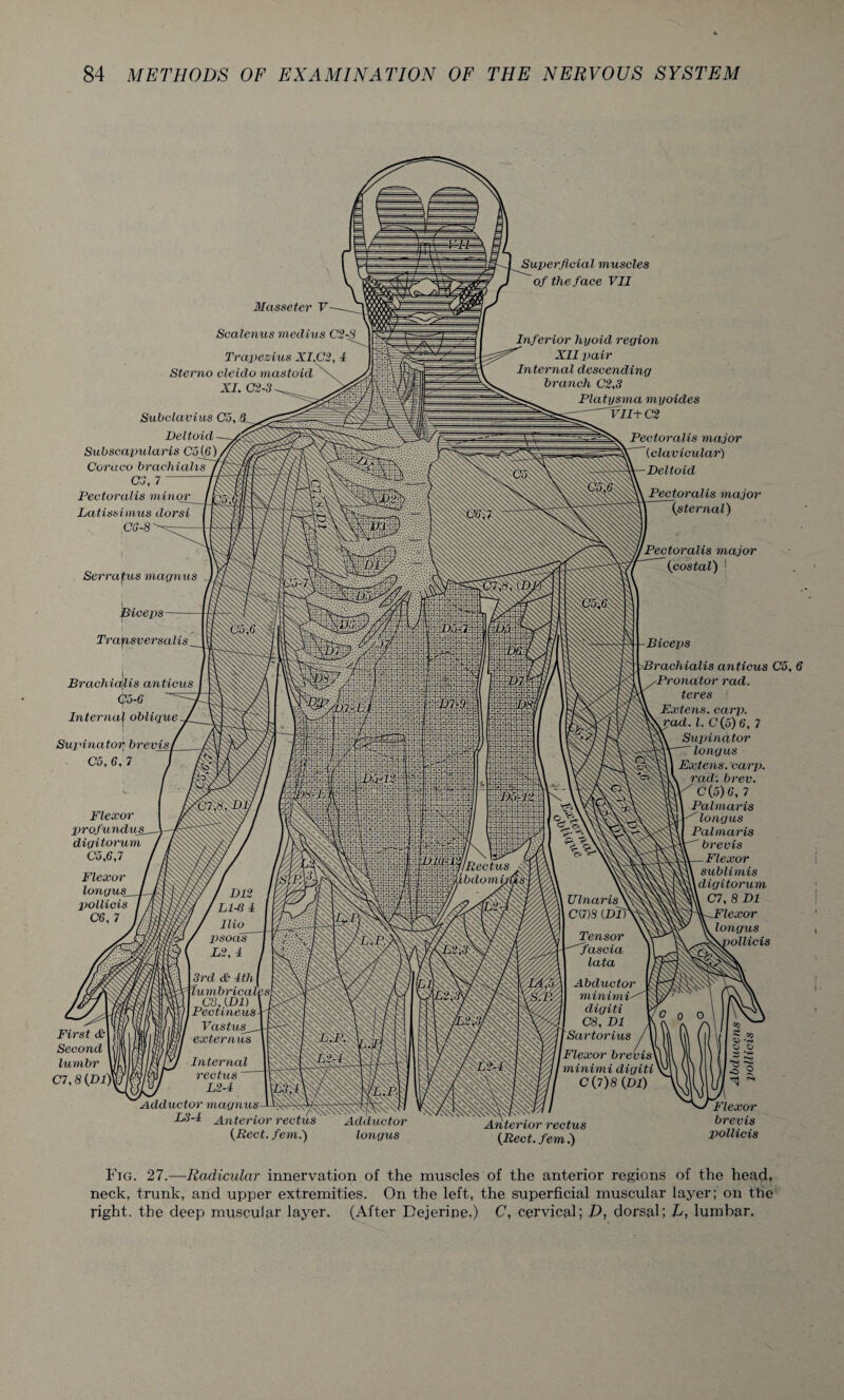 Masseter V Scalenus uiedius C2-8 Trapezius XI.C2, 4 Sterno cleido mastoid XI. C2-3 Subclavius Co, Deltoid Subscapularis Coruco brachialis C3, 7 Pectoralis minor Latissimus dorsi CG-8 Serratus magnus Superficial muscles of the face VII Inferior hyoid region XII pair Internal descending branch C2,3 Platysma myoides V 112-02 Pectoralis major (clavicular) Deltoid Pectoralis major {sternal) Pectoralis major (costal) ! Biceps Trafisversalis Brachialis anticus (j?o-6 Interna] oblique Supinator, brevis Co, 6, 7 Flexor profundus, digitorum Co,6,7 Flexor longus_ pollicis C6, 7 Brachialis anticus C5, 6 Pronator rad. teres > Ex tens. carp, rad. 1. C(5) 6, 7 Supinator longus Extens. carp, rad. brev. C(5)G, 7 Palmaris longus Palmaris brevis Flexor sublimis digitorum C7, 8 D1 Flexor longus oollicis First &\ Second lumbr C7,8 (Dl)\ Internal rectus L2-4 'Adductor magnus L3-4 Anterior rectus (Beet, fern.) Adductor longus Anterior rectus (Beet, fern 2) Flexor brevis pollicis Fig. 27.—Radicular innervation of the muscles of the anterior regions of the head, neck, trunk, and upper extremities. On the left, the superficial muscular layer; on the right, the deep muscular layer. (After Dejerine,) C, cervical; D, dorsal; L, lumbar.