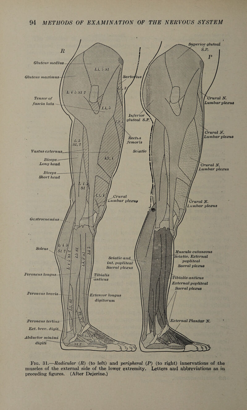 Superior gluteal S.P.- Gluteus maximus Crural N. Lumbar plexus Crural N. Lumbar plexus Crural N. Lumbar plexus Gastrocnemi us Peroneus longus— Peroneus brer Peroneus tertius Ext. brev. digit. Abductor minimi digiti Fig. 31.—Radicular (R) (to left) and peripheral (P) (to right) innervations of the muscles of the external side of the lower extremity. Letters and abbreviations as in preceding figures. (After Dejerine.)