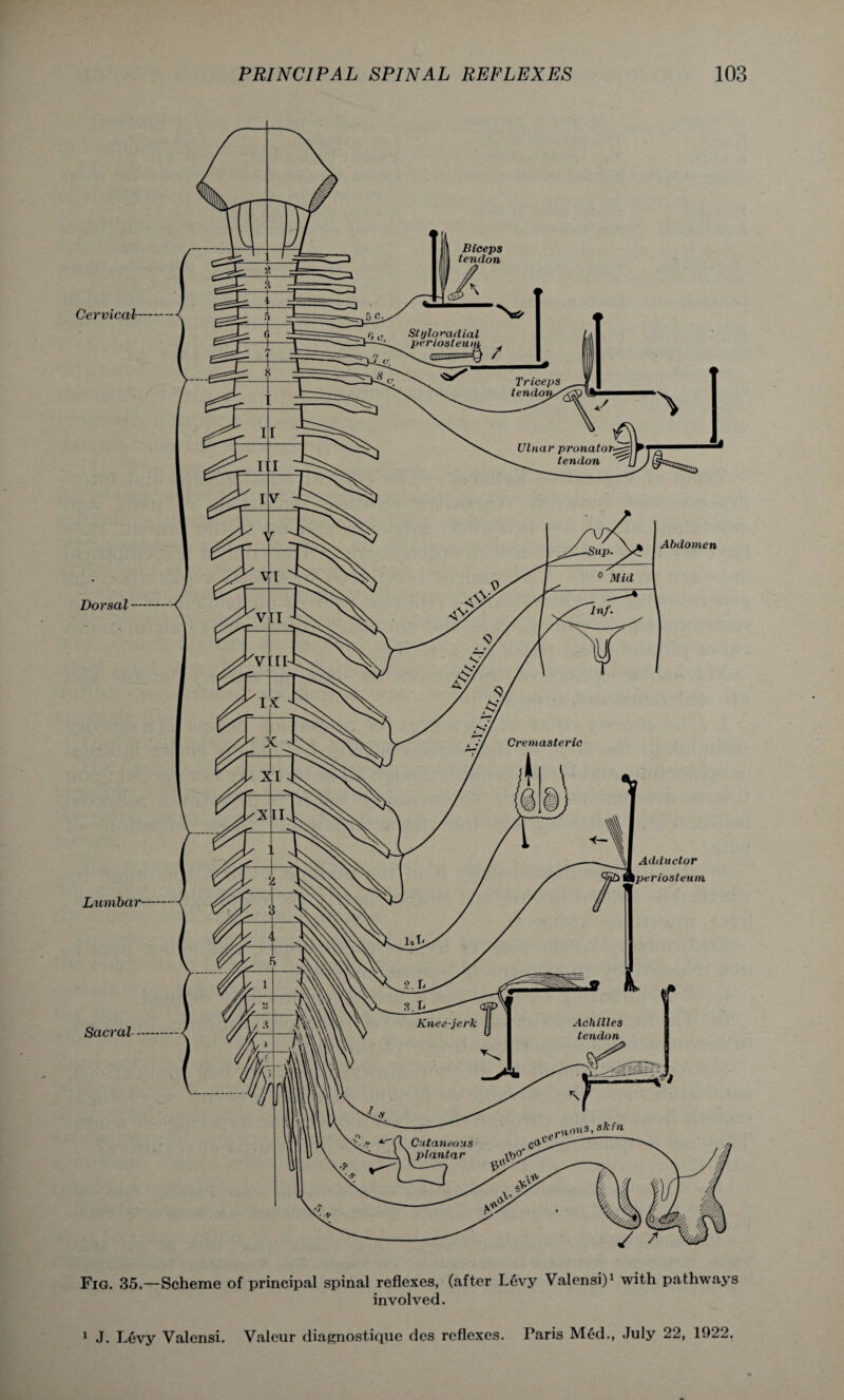 Fig. 35.—Scheme of principal spinal reflexes, (after Levy Valonsi)1 with pathways involved. 1 J. Levy Valensi. Valeur diagnostique des reflexes. Paris Med., July 22, 1922.