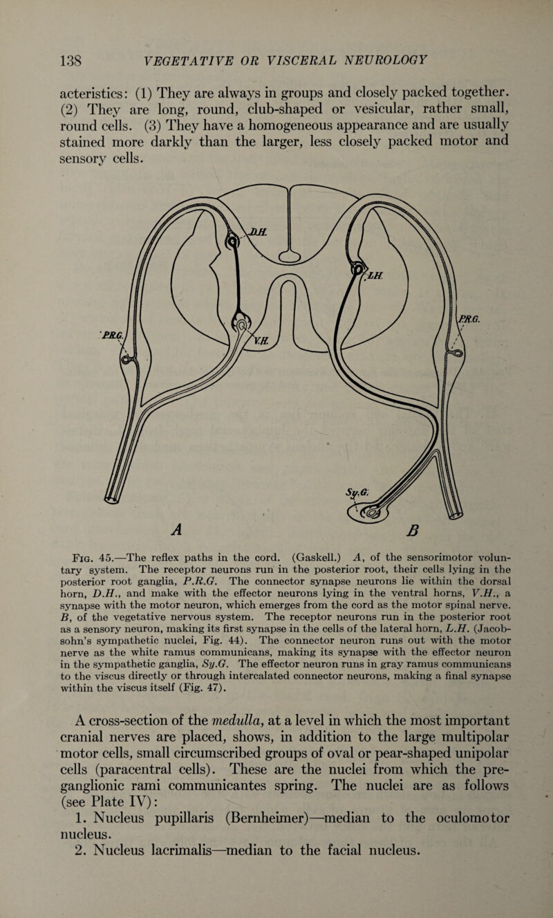 acteristics: (1) They are always in groups and closely packed together. (2) They are long, round, club-shaped or vesicular, rather small, round cells. (3) They have a homogeneous appearance and are usually stained more darkly than the larger, less closely packed motor and sensory cells. Fig. 45.—The reflex paths in the cord. (Gaskell.) A, of the sensorimotor volun¬ tary system. The receptor neurons run in the posterior root, their cells lying in the posterior root ganglia, P.R.G. The connector synapse neurons lie within the dorsal horn, D.H., and make with the effector neurons lying in the ventral horns, V.H., a synapse with the motor neuron, which emerges from the cord as the motor spinal nerve. B, of the vegetative nervous system. The receptor neurons run in the posterior root as a sensory neuron, making its first synapse in the cells of the lateral horn, L.H. (Jacob- sohn’s sympathetic nuclei, Fig. 44). The connector neuron runs out with the motor nerve as the white ramus communicans, making its synapse with the effector neuron in the sympathetic ganglia, Sy.G. The effector neuron runs in gray ramus communicans to the viscus directly or through intercalated connector neurons, making a final synapse within the viscus itself (Fig. 47). A cross-section of the medulla, at a level in which the most important cranial nerves are placed, shows, in addition to the large multipolar motor cells, small circumscribed groups of oval or pear-shaped unipolar cells (paracentral cells). These are the nuclei from which the pre¬ ganglionic rami communicantes spring. The nuclei are as follows (see Plate IV): 1. Nucleus pupillaris (Bernheimer)—median to the oculomotor nucleus. 2. Nucleus lacrimalis—median to the facial nucleus.