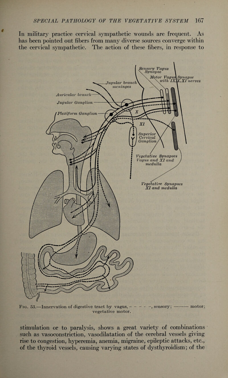 In military practice cervical sympathetic wounds are frequent. As lias been pointed out fibers from many diverse sources converge within the cervical sympathetic. The action of these fibers, in response to Jugular branch meninges Plexiform Ganglion Superior Cervical Ganglion i Vegetative Synapses l Vagus and XI and ■ medulla . Sensory Vagus Synapse Motor Vagus\ Synapse with IXVI,XI nerves Auricular branch Jugular Ganglion Vegetative Synapses XI and medulla Fig. 53.—Innervation of digestive tract by vagus,--sensory;-motor; vegetative motor. stimulation or to paralysis, shows a great variety of combinations such as vasoconstriction, vasodilatation of the cerebral vessels giving rise to congestion, hyperemia, anemia, migraine, epileptic attacks, etc., of the thyroid vessels, causing varying states of dysthyroidism; of the
