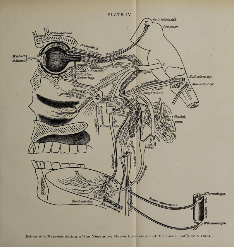 (&vtr. Sphaict.fruL> Corp.quudn Msphincty. Mddatat/. MucL. sahvat. sup. v Nad. salirat. inf dtlhoraxxdsegrri, li JVTTiora/xdsegrru. Schematic Representation of the Vegetative Nerve Innervation of the Head. (Muller & Dahl.)