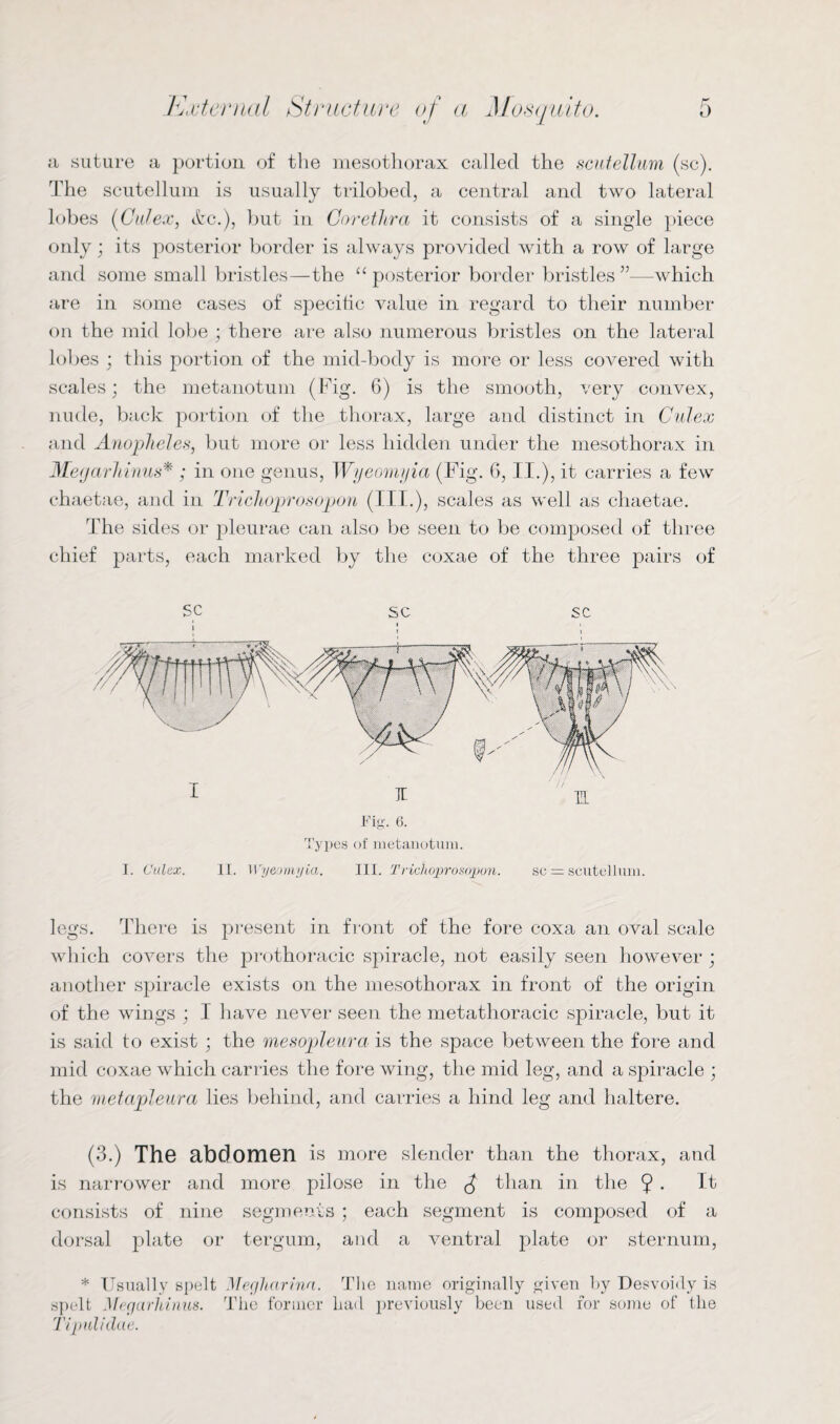 a suture a portion of the mesothorax called the scutellum (sc). The scutellum is usually trilobed, a central and two lateral lobes (Cutex, ifcc.), but in Corethra it consists of a single piece only; its posterior border is always provided with a row of large and some small bristles—the “ posterior border bristles ”—which are in some cases of specific value in regard to their number- on the mid lobe ; there are also numerous bristles on the lateral lobes ; this portion of the mid-body is more or less covered with scales; the metanotum (Fig. 6) is the smooth, very convex, nude, back portion of the thorax, large and distinct in Culex and Anopheles, but more or less hidden under the mesothorax in Megarhinus* ; in one genus, Wyeomyia (Fig. 6, II.), it carries a few chaetae, and in Trichoprosopon (III.), scales as well as cliaetae. Idre sides or pleurae can also be seen to be composed of three chief parts, each marked by the coxae of the three pairs of sc sc sc Types of metanotum. I. Culex. II. Wyeomyia. III. Trichoprosopon. se = scutellum. legs. There is present in front of the fore coxa an oval scale which covers the prothoracic spiracle, not easily seen however ; another spiracle exists on the mesothorax in front of the origin of the wings ; I have never seen the metathoracic spiracle, but it is said to exist ; the mesopleura is the space between the fore and mid coxae which carries the fore wing, the mid leg, and a spiracle ; the metcipleura lies behind, and carries a hind leg and haltere. (3.) The abdomen is more slender than the thorax, and is narrower and more pilose in the J than in the 9 • It consists of nine segments ; each segment is composed of a dorsal plate or tergum, and a ventral plate or sternum, * Usually spelt Megliarinn. The name originally given by Desvoidy is spelt Megarhinus. The former had previously been used for some of the Tip ul i due.