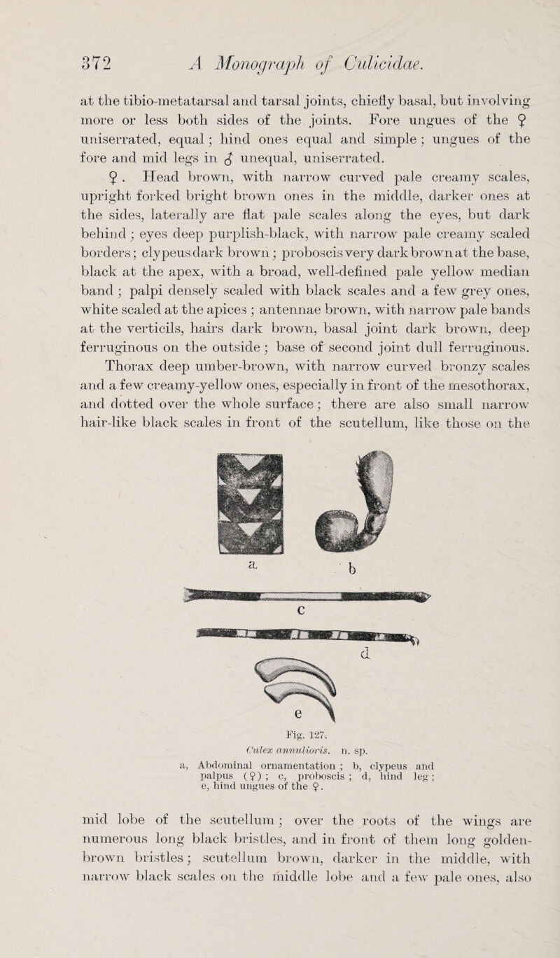 at the tibio-metatarsal and tarsal joints, chiefly basal, but involving more or less both sides of the joints. Fore ungues of the 9 uniserrated, equal; hind ones equal and simple ; ungues of the fore and mid legs in $ unequal, uniserrated. 9 . Head brown, with narrow curved pale creamy scales, upright forked bright brown ones in the middle, darker ones at the sides, laterally are flat pale scales along the eyes, but dark behind ; eyes deep purplish-black, with narrow pale creamy scaled borders; clypeusdark brown; proboscis very dark brown at the base, black at the apex, with a broad, well-defined pale yellow median band ; palpi densely scaled with black scales and a few grey ones, white scaled at the apices ; antennae brown, with narrow pale bands at the verticils, hairs dark brown, basal joint dark brown, deep ferruginous on the outside; base of second joint dull ferruginous. Thorax deep umber-brown, with narrow curved bronzy scales and a few creamy-yellow ones, especially in front of the mesothorax, and dotted over the whole surface; there are also small narrow hair-like black scales in front of the scutellum, like those on the b a, Fig. 127. Culex annulioris. n. sp. Abdominal ornamentation ; b, clypeus and palpus (?) ; c, proboscis; d, hind leg; e, hind ungues of the ?. mid lobe of the scutellum; over the roots of the wings are numerous long black bristles, and in front of them long golden- brown bristles; scutellum brown, darker in the middle, with narrow black scales on the middle lobe and a few pale ones, also