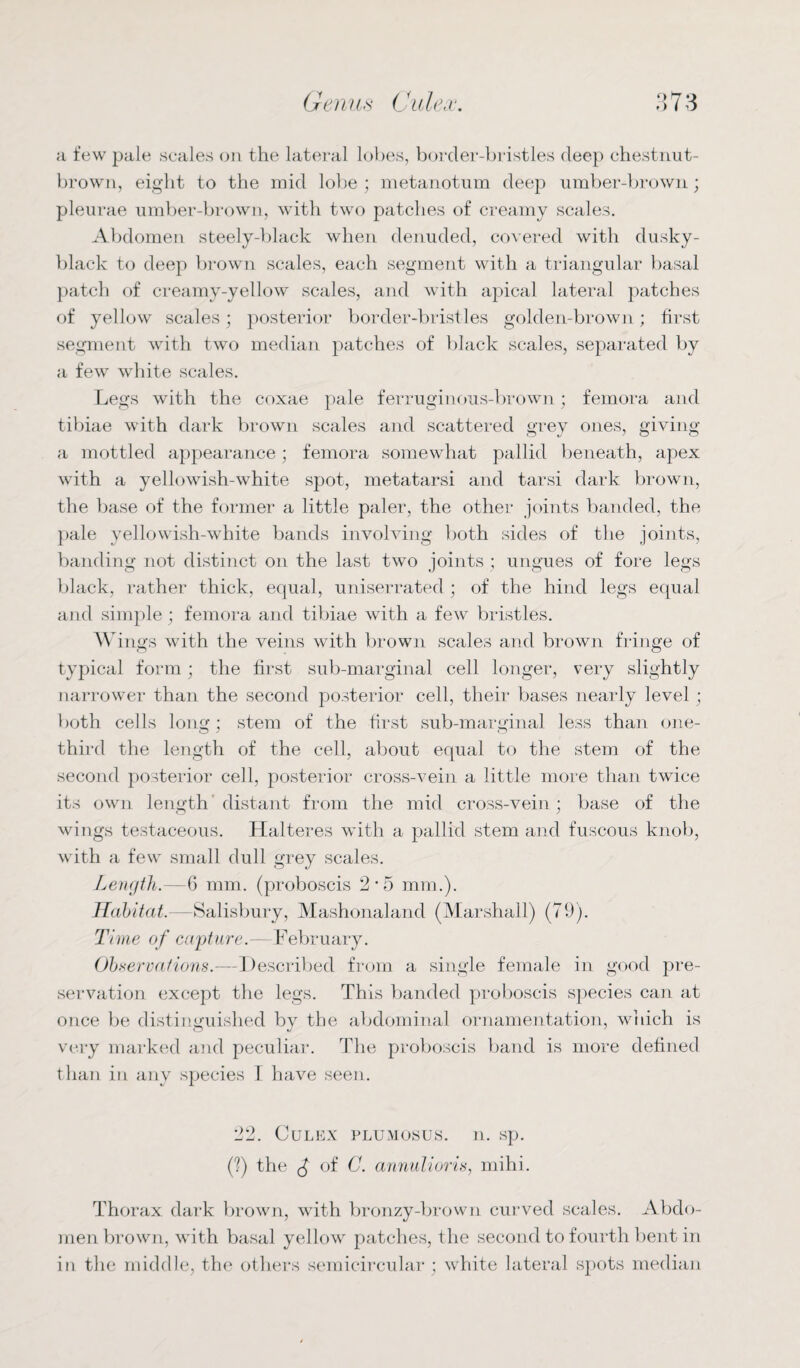 a. few pale scales on the lateral lobes, border-bristles deep chestnut- brown, eight to the mid lobe ; metanotum deep umber-brown; pleurae umber-brown, with two patches of creamy scales. Abdomen steely-black when denuded, covered with dusky- black to deep brown scales, each segment with a triangular basal patch of creamy-yellow scales, and with apical lateral patches of yellow scales; posterior border-bristles golden-brown; first segment with two median patches of black scales, separated by a few white scales. Legs with the coxae pale ferruginous-brown; femora and tibiae with dark brown scales and scattered grey ones, giving a mottled appearance; femora somewhat pallid beneath, apex with a yellowish-white spot, metatarsi and tarsi dark brown, the base of the former a little paler, the other joints banded, the pale yellowish-white bands involving both sides of the joints, banding not distinct on the last two joints ; ungues of fore legs black, rather thick, equal, uniserrated ; of the hind legs equal and simple ; femora and tibiae with a few bristles. Wings with the veins with brown scales and brown fringe of typical form; the first sub-marginal cell longer, very slightly narrower than the second posterior cell, their bases nearly level; both cells long; stem of the first sub-marginal less than one- third the length of the cell, about equal to the stem of the second posterior cell, posterior cross-vein a little more than twice its own length distant from the mid cross-vein; base of the wings testaceous. Halteres with a pallid stem and fuscous knob, with a few small dull grey scales. Length.—6 mm. (proboscis 2'5 mm.). Habitat.—Salisbury, Mashonaland (Marshall) (79). Time of capture.—February. Observations.-—Described from a single female in good pre¬ servation except the legs. This banded proboscis species can at once be distinguished by the abdominal ornamentation, which is very marked and peculiar. The proboscis band is more defined than in any species I have seen. 22. CuLEX PLUMOSUS. 11. sp. (?) the 3 of C. annuli oris, mihi. Thorax dark brown, with bronzy-brown curved scales. Abdo¬ men brown, with basal yellow patches, the second to fourth bent in in the middle, the others semicircular; white lateral spots median