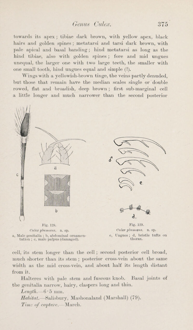 towards its apex; tibiae dark brown, with yellow apex, black hairs and golden spines; metatarsi and tarsi dark brown, with pale apical and basal banding; hind metatarsi as long as the hind tibiae, also with golden spines; fore and mid ungues unequal, the larger one with two large teeth, the smaller with one small tooth, hind ungues equal and simple (?). Wings with a yellowish-brown tinge, the veins partly denuded, but those that remain have the median scales single or double rowed, Hat and broadish, deep brown; first sub-marginal cell a little longer and much narrower than the second posterior Fig. 128. Culex plumosus. n. sp. a, Male genitalia ; b, abdominal ornamen¬ tation ; c, male palpus (damaged). Fig. 129. Culex plumosus. n. sp. e, Ungues ; d, bristle tufts on thorax. cell, its stem longer than the cell; second posterior cell broad, much shorter than its stem ; posterior cross-vein about the same width as the mid cross-vein, and about half its length distant from it. Halteres with pale stem and fuscous knob. Basal joints of the genitalia narrow, hairy, claspers long and thin. Length.—6 * 5 mm. Habitat.—Salisbury, Mashonaland (Marshall) (79). Tivc of capture. March.