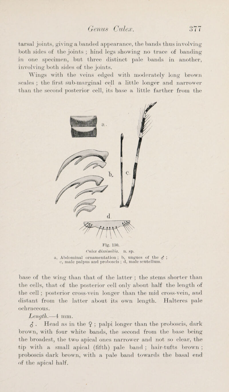 tarsal joints, giving a banded appearance, the bands thus involving both sides of the joints ; hind legs showing no trace of banding in one specimen, but three distinct pale bands in another, involving both sides of the joints. Wings with the veins edged with moderately long brown scales ; the first sub-marginal cell a little longer and narrower than the second posterior cell, its base a little farther from the Fig. 130. Culex dissimilis. n. sp. a, Abdominal ornamentation ; b, ungues of the cf ; o, male palpus and proboscis ; d, male scutellum. base of the wing than that of the latter ; the stems shorter than the cells, that of the posterior cell only about half the length of the cell; posterior cross-vein longer than the mid cross-vein, and distant from the latter about its own length. Halteres pale ochraceous. Length.—4 mm. J . Head as in the 9 i palpi longer than the proboscis, dark brown, with four white bands, the second from the base being the broadest, the two apical ones narrower and not so clear, the tip with a small apical (fifth) pale band ; hair-tufts brown ; proboscis dark brown, with a pale band towards the basal end of the apical half.