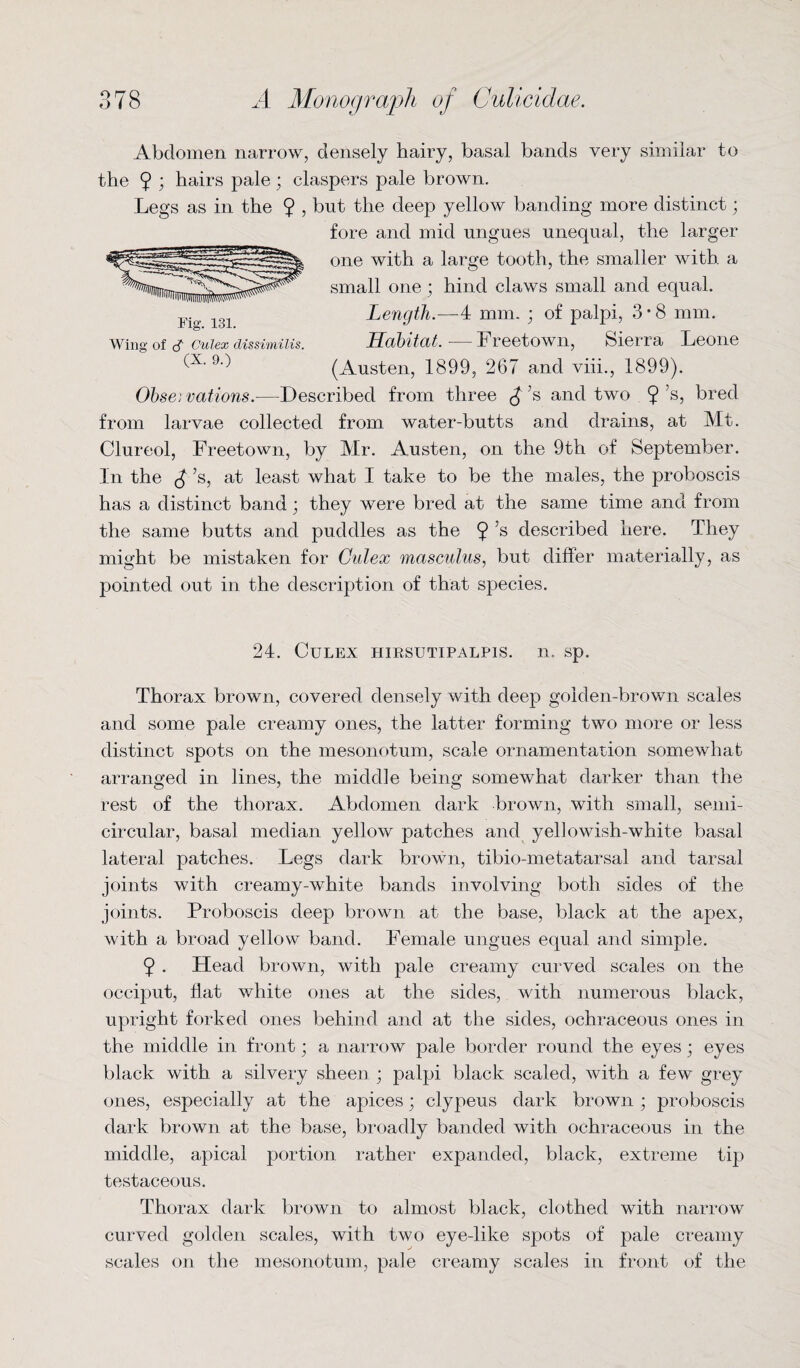 Abdomen narrow, densely hairy, basal bands very similar to the 9 ; hairs pale; claspers pale brown. Legs as in the 9 , but the deep yellow banding more distinct; fore and mid ungues unequal, the larger one with a large tooth, the smaller with a small one ; hind claws small and equal. Length.—4 mm. • of palpi, 3 * 8 mm. Habitat. — Freetown, Sierra Leone (Austen, 1899, 267 and viii., 1899). Obse: vations.—Described from three ^’s and two 9 s, bred from larvae collected from water-butts and drains, at Mt. Clureol, Freetown, by Mr. Austen, on the 9th of September. In the £’s, at least what I take to be the males, the proboscis has a distinct band; they were bred at the same time and from the same butts and puddles as the 9 s described here. They might be mistaken for Gulex masculus, but differ materially, as pointed out in the description of that species. 24. CuLEX HIRSUTIPALPLS. 11. sp. Thorax brown, covered densely with deep golden-brown scales and some pale creamy ones, the latter forming two more or less distinct spots on the mesonotum, scale ornamentation somewhat arranged in lines, the middle being somewhat darker than the rest of the thorax. Abdomen dark brown, with small, semi¬ circular, basal median yellow patches and yellowish-white basal lateral patches. Legs dark brown, tibio-metatarsal and tarsal joints with creamy-white bands involving both sides of the joints. Proboscis deep brown at the base, black at the apex, with a broad yellow band. Female ungues equal and simple. 9 . Head brown, with pale creamy curved scales on the occiput, flat white ones at the sides, with numerous black, upright forked ones behind and at the sides, ochraceous ones in the middle in front; a narrow pale border round the eyes; eyes black with a silvery sheen ; palpi black scaled, with a few grey ones, especially at the apices; clypeus dark brown ; proboscis dark brown at the base, broadly banded with ochraceous in the middle, apical portion rather expanded, black, extreme tip testaceous. Thorax dark brown to almost black, clothed with narrow curved golden scales, with two eye-like spots of pale creamy scales on the mesonotum, pale creamy scales in front of the Fig. 131. Wing of cT Gulex dissimilis. (X. 9.)