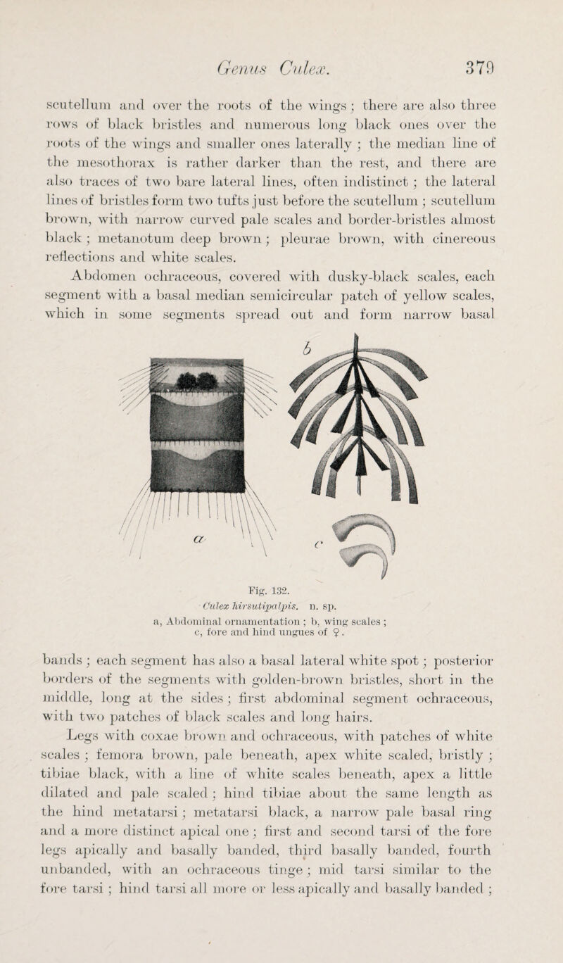 scutelhim and over the roots of the wings; there are also three rows of black bristles and numerous long black ones over the roots of the wings and smaller ones laterally ; the median line of the mesothorax is rather darker than the rest, and there are also traces of two bare lateral lines, often indistinct ; the lateral lines of bristles form two tufts just before the scutellum ; scutellum brown, with narrow curved pale scales and border-bristles almost black ; metanotum deep brown ; pleurae brown, with cinereous reflections and white scales. Abdomen ochraceous, covered with dusky-black scales, each segment with a basal median semicircular patch of yellow scales, which in some segments spread out and form narrow basal Fig. 132. Culex hirsutijpalpis. n. sp. a, Abdominal ornamentation ; b, wing scales ; c, fore and hind ungues of ? . bands ; each segment has also a basal lateral white spot; posterior borders of the segments with golden-brown bristles, short in the middle, long at the sides; first abdominal segment ochraceous, with two patches of black scales and long hairs. Legs with coxae brown and ochraceous, with patches of white scales ; femora brown, pale beneath, apex white scaled, bristly ; tibiae black, with a line of white scales beneath, apex a little dilated and pale scaled ; hind tibiae about the same length as the hind metatarsi; metatarsi black, a narrow pale basal ring and a more distinct apical one; first and second tarsi of the fore legs apically and basally banded, third basally banded, fourth unhanded, with an ochraceous tinge; mid tarsi similar to the fore tarsi ; hind tarsi all more or less apically and basally banded ;