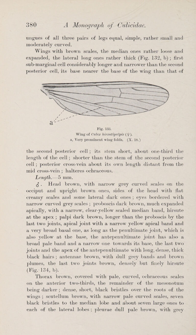 ungues of all three pairs of legs equal, simple, rather small and moderately curved. Wings with brown scales, the median ones rather loose and expanded, the lateral long ones rather thick (Fig. 132, b) ; first sub-marginal cell considerably longer and narrower than the second posterior cell, its base nearer the base of the wing than that of Fig. 133. Wing of Culex hirsutipalpis ( $). a, Very prominent wing folds. (X. 18.) the second posterior cell; its stem short, about one-third the length of the cell; shorter than the stem of the second posterior cell; posterior cross-vein about its own length distant from the mid cross-vein ; halteres ochraceous. Length.—5 mm. 8 . Head brown, with narrow grey curved scales on the occiput and upright brown ones, sides of the head with fiat creamy scales and some lateral dark ones ; eyes bordered with narrow curved grey scales ; proboscis dark brown, much expanded apically, with a narrow, clear-yellow scaled median band, hirsute at the apex ; palpi dark brown, longer than the proboscis by the last two joints, apical joint with a narrow yellow apical band and a very broad basal one, as long as the penultimate joint, which is also yellow at the base, the antepenultimate joint has also a broad pale band and a narrow one towards its base, the last two joints and the apex of the antepenultimate with long, dense, thick black hairs ; antennae brown, with dull grey bands and brown plumes, the last two joints brown, densely but finely hirsute (Fig. 134, b). Thorax brown, covered with pale, curved, ochraceous scales on the anterior two-thirds, the remainder of the mesonotum being darker; dense, short, black bristles over the roots of the wings ; scutellum brown, with narrow pale curved scales, seven black bristles to the median lobe and about seven large ones to each of the lateral lobes ; pleurae dull pale brown, with grey