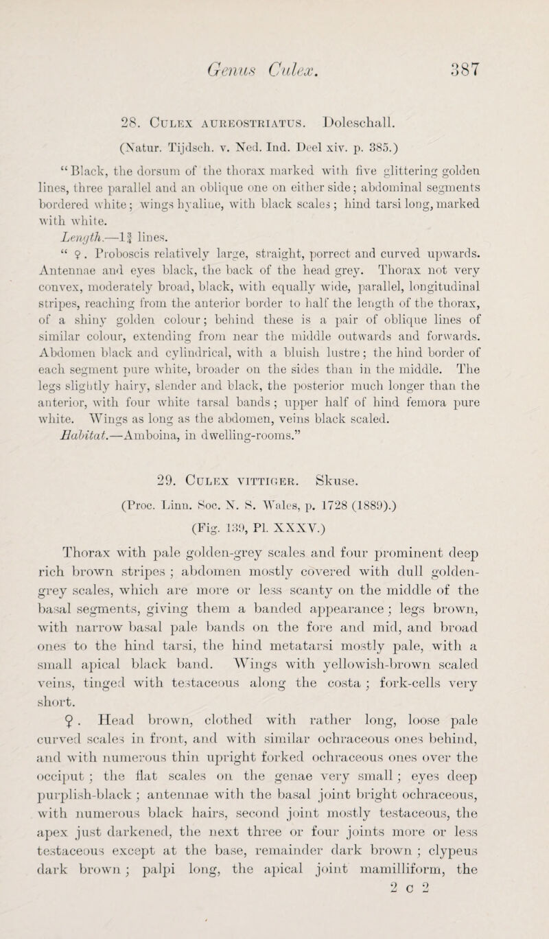 o 28. Culex aureostriatus. Doleschall. (Xatur. Tijdsch. v. Ned. Ind. Deel xiv. p. 385.) “Black, the dorsum of the thorax marked with five glittering golden lines, three parallel and an oblique one on either side; abdominal segments bordered white; wings hyaline, with black scales; hind tarsi long, marked with white. Length.—1| lines. “ 9 . Proboscis relatively large, straight, porrect and curved upwards. Antennae and eyes black, the back of the head grey. Thorax not very convex, moderately broad, black, with equally wide, parallel, longitudinal stripes, reaching from the anterior border to half the length of the thorax, of a shiny golden colour; behind these is a pair of oblique lines of similar colour, extending from near the middle outwards and forwards. Abdomen black and cylindrical, with a bluish lustre; the hind border of each segment pure white, broader on the sides than in the middle. The legs slightly hairy, slender and black, the posterior much longer than the anterior, with four white tarsal bands ; upper half of hind femora pure white. Wings as long as the abdomen, veins black scaled. Habitat.—Amboina, in dwelling-rooms.” 29. Culex vittiger. Skuse. (Proc. Linn. 8oc. N. S. Wales, p. 1728 (1889).) (Fig. 139, PL XXXV.) Thorax with pale golden-grey scales and four prominent deep rich brown stripes ; abdomen mostly covered with dull golden- grey scales, which are more or less scanty on the middle of the basal segments, giving them a banded appearance; legs brown, with narrow basal pale bands on the fore and mid, and broad ones to the hind tarsi, the hind metatarsi mostly pale, with a small apical black band. Wings with yellowish-brown scaled veins, tinged with testaceous along the costa ; fork-cells very short. 9 . Head brown, clothed with rather long, loose pale curved scales in front, and with similar ochraceous ones behind, and with numerous thin upright forked ochraceous ones over the occiput ; the Tat scales on the genae very small; eyes deep purplish-black ; antennae with the basal joint bright ochraceous, with numerous black hairs, second joint mostly testaceous, the apex just darkened, the next three or four joints more or less testaceous except at the base, remainder dark brown ; clypeus dark brown; palpi long, the apical joint mamilliform, the 2 c 2