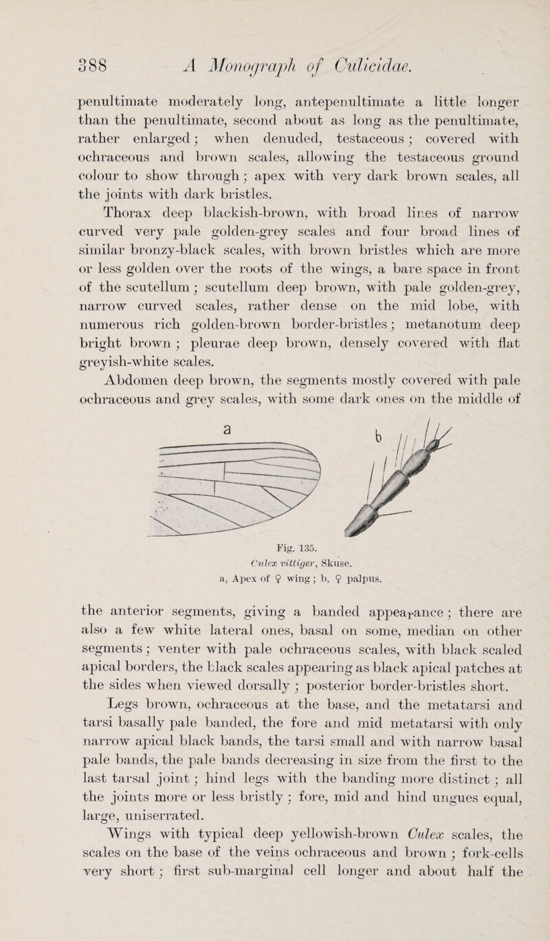 penultimate moderately long, antepenultimate a little longer than the penultimate, second about as long as the penultimate, rather enlarged; when denuded, testaceous; covered with ochraceous and brown scales, allowing the testaceous ground colour to show through; apex with very dark brown scales, all the joints with dark bristles. Thorax deep blackish-brown, with broad lines of narrow curved very pale golden-grey scales and four broad lines of similar bronzy-black scales, with brown bristles which are more or less golden over the roots of the wings, a bare space in front of the scutellum ; scutellum deep brown, with pale golden-grey, narrow curved scales, rather dense on the mid lobe, with numerous rich golden-brown border-bristles; metanotum deep bright brown ; pleurae deep brown, densely covered with flat greyish-white scales. Abdomen deep brown, the segments mostly covered with pale ochraceous and grey scales, with some dark ones on the middle of Culex viitiger, Skuse. a, Apex of ? wing; b, $ palpus. the anterior segments, giving a banded appearance; there are also a few white lateral ones, basal on some, median on other segments • venter with pale ochraceous scales, with black scaled apical borders, the black scales appearing as black apical patches at the sides when viewed dorsally ; posterior border-bristles short. Legs brown, ochraceous at the base, and the metatarsi and tarsi basally pale banded, the fore and mid metatarsi with only narrow apical black bands, the tarsi small and with narrow basal pale bands, the pale bands decreasing in size from the first to the last tarsal joint; hind legs with the banding more distinct ; all the joints more or less bristly ; fore, mid and hind ungues equal, large, uniserrated. Wings with typical deep yellowish-brown Culex scales, the scales on the base of the veins ochraceous and brown ; fork-cells very short; first sub-marginal cell longer and about half the