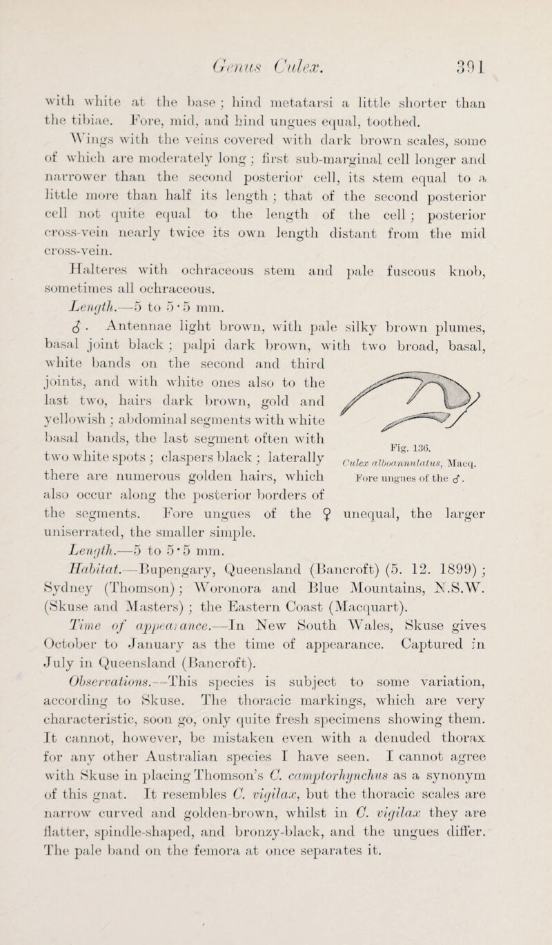 with white at the base ; hind metatarsi a little shorter than the tibiae. Fore, mid, and hind ungues equal, toothed. Wings with the veins covered with dark brown scales, some of which are moderately long; first sub-marginal cell longer and narrower than the second posterior cell, its stem equal to a little more than half its length ; that of the second posterior cell not quite equal to the length of the cell ; posterior cross-vein nearly twice its own length distant from the mid cross-vein. Halteres with ochraceous stem and pale fuscous knob, sometimes all ochraceous. Length.—5 to 5 ■ 5 mm. J . Antennae light brown, with pale silky brown plumes, basal joint black ; palpi dark brown, with two broad, basal, white bands on the second and third joints, and with white ones also to the last two, hairs dark brown, gold and Culex alboannulatus, Macq. Fore ungues of the . yellowish ; abdominal segments with white basal bands, the last segment often with two white spots ; claspers black ; laterally there are numerous golden hairs, which also occur along the posterior borders of the segments. Fore ungues of the 9 unequal, the larger uniserrated, the smaller simple. Length.—-5 to 5*5 mm. Habitat.—Bupengary, Queensland (Bancroft) (5. 12. 1899) ; Sydney (Thomson); Woronora and Blue Mountains, N.S.W. (Skuse and Masters) ; the Eastern Coast (Macquart). Time of appearance.—In New South Wales, Skuse gives October to January as the time of appearance. Captured in July in Queensland (Bancroft). Observations.—This species is subject to some variation, according to Skuse. The thoracic markings, which are very characteristic, soon go, only quite fresh specimens showing them. It cannot, however, be mistaken even with a denuded thorax for any other Australian species I have seen. I cannot agree with Skuse in placing Thomson’s C. camptorhynchus as a synonym of this gnat. It resembles C. vigil ax, but the thoracic scales are narrow curved and golden-brown, whilst in C. vigilax they are flatter, spindle-shaped, and bronzy-black, and the ungues differ. The pale band on the femora at once separates it.