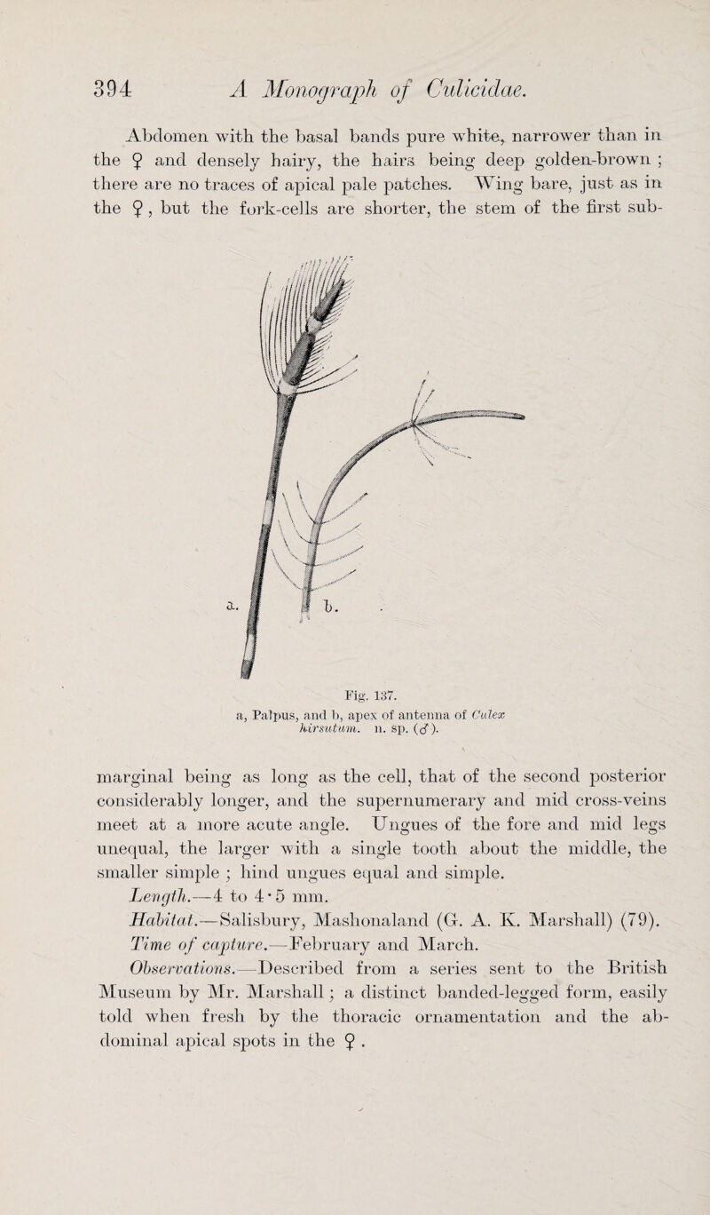 Abdomen with the basal bands pure white, narrower than in the 9 and densely hairy, the hairs being deep golden-brown ; there are no traces of apical pale patches. Wing bare, just as in the 9 , but the fork-cells are shorter, the stem of the first sub- Fig. 137. a, Palpus, and b, apex of antenna of Calex hirsutum. n. sp. (cf). marginal being as long as the cell, that of the second posterior considerably longer, and the supernumerary and mid cross-veins meet at a more acute angle. Ungues of the fore and mid legs unequal, the larger with a single tooth about the middle, the smaller simple ; hind ungues equal and simple. Length.—4 to 4*5 mm. Habitat.—Salisbury, Mashonaland (G. A. Iv. Marshall) (79). Time of capture.—-February and March. Observations.—Described from a series sent to the British Museum by Mr. Marshall; a distinct banded-legged form, easily told when fresh by the thoracic ornamentation and the ab¬ dominal apical spots in the 9 •