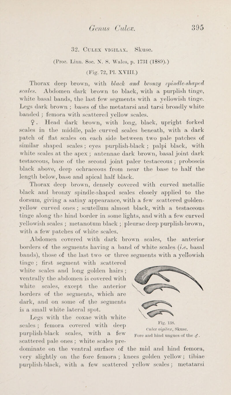 32. Culex vigilax. Skuse. (Proc. Linn. Soc. N. S. Wales, p. 1731 (1889).) (Fig. 72, PI. XVIII.) Thorax deep brown, with black and bronzy spindle-shaped scales. Abdomen dark brown to black, with a purplish tinge, white basal bands, the last few segments with a yellowish tinge. Legs dark brown ; bases of the metatarsi and tarsi broadly white banded ; femora with scattered yellow scales. 9 • Head dark brown, with long, black, upright forked scales in the middle, pale curved scales beneath, with a dark patch of flat scales on each side between two pale patches of similar shaped scales; eyes purplish-black ; palpi black, with white scales at the apex ; antennae dark brown, basal joint dark testaceous, base of the second joint paler testaceous ; proboscis black above, deep ochraceous from near the base to half the length below, base and apical half black. Thorax deep brown, densely covered with curved metallic black and bronzy spindle-shaped scales closely applied to the dorsum, giving a satiny appearance, with a few scattered golden- yellow curved ones ; scutellum almost black, with a testaceous tinge along the hind border in some lights, and with a few curved yellowish scales ; metanotum black ; pleurae deep purplish-brown, with a few patches of white scales. Abdomen covered with dark brown scales, the anterior borders of the segments having a band of white scales (i.e. basal bands), those of the last two or three segments with a yellowish tinge ; first segment with scattered white scales and long golden hairs ; ventrally the abdomen is covered with white scales, except the anterior borders of the segments, which are dark, and on some of the segments is a small white lateral spot. Legs with the coxae with white scales; femora covered with deep purplish-black scales, with a few scattered pale ones ; white scales pre¬ dominate on the ventral surface of the mid and hind femora, very slightly on the fore femora ; knees golden yellow; tibiae purplish-black, with a few scattered yellow scales ; metatarsi Fore and hind ungues of the .