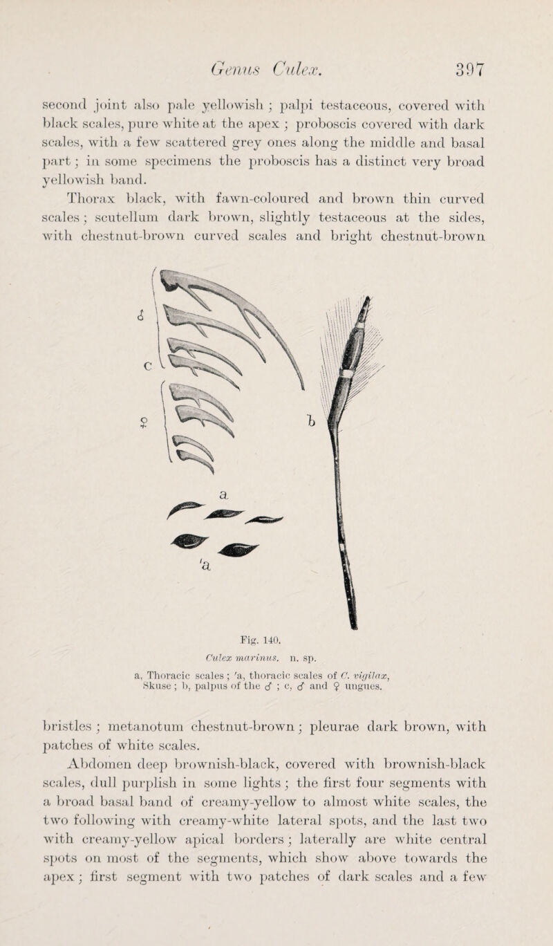 o second joint also pale yellowish ; palpi testaceous, covered with black scales, pure white at the apex ; proboscis covered with dark scales, with a few scattered grey ones along the middle and basal part; in some specimens the proboscis has a distinct very broad yellowish band. Thorax black, with fawn-coloured and brown thin curved scales; scutellum dark brown, slightly testaceous at the sides, with chestnut-brown curved scales and bright chestnut-brown O Fig. 140. Culex marinus. n. sp. a, Thoracic scales ; 'a, thoracic scales of C. vigilax, Skuse; 1), palpus of the cT ; c, cT and 9 ungues. bristles ; metanotum chestnut-brown; pleurae dark brown, with patches of white scales. Abdomen deep brownish-black, covered with brownish-black scales, dull purplish in some lights; the first four segments with a broad basal band of creamy-yellow to almost white scales, the two following with creamy-white lateral spots, and the last two with creamy-yellow apical borders; laterally are white central spots on most of the segments, which show above towards the apex; first segment with two patches of dark scales and a few