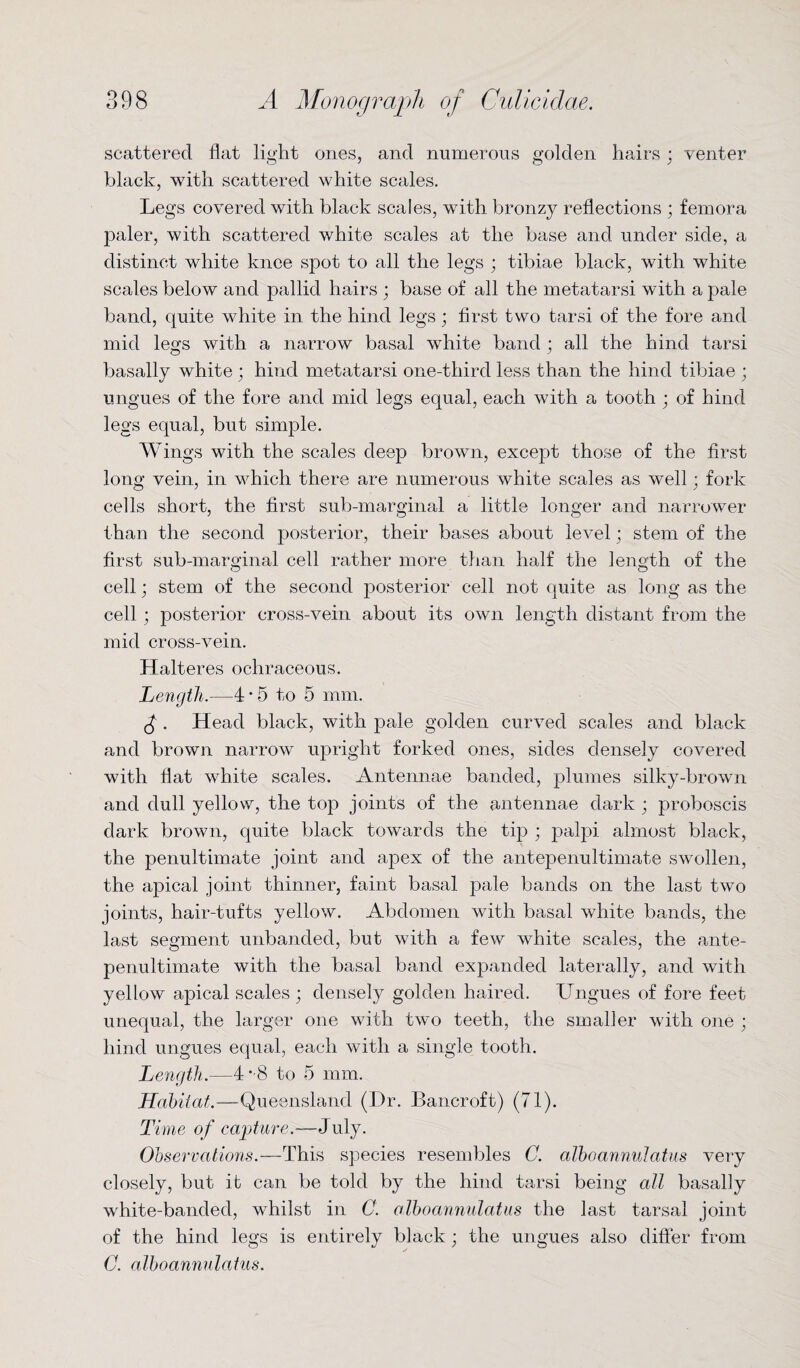 scattered flat light ones, and numerous golden hairs; venter black, with scattered white scales. Legs covered with black scales, with, bronzy reflections ; femora paler, with scattered white scales at the base and under side, a distinct white knee spot to all the legs ; tibiae black, with white scales below and pallid hairs ; base of all the metatarsi with a pale band, quite white in the hind legs; first two tarsi of the fore and mid legs with a narrow basal white band; all the hind tarsi basally white ; hind metatarsi one-third less than the hind tibiae ; ungues of the fore and mid legs equal, each with a tooth ; of hind legs equal, but simple. Wings with the scales deep brown, except those of the first long vein, in which there are numerous white scales as well; fork cells short, the first sub-marginal a little longer and narrower than the second posterior, their bases about level; stem of the first sub-marginal cell rather more than half the length of the cell; stem of the second posterior cell not quite as long as the cell; posterior cross-vein about its own length distant from the mid cross-vein. Halteres ochraceous. Length.—4 • 5 to 5 mm. £ . Head black, with pale golden curved scales and black and brown narrow upright forked ones, sides densely covered with flat white scales. Antennae banded, plumes silky-brown and dull yellow, the top joints of the antennae dark ; proboscis dark brown, quite black towards the tip ; palpi almost black, the penultimate joint and apex of the antepenultimate swollen, the apical joint thinner, faint basal pale bands on the last two joints, hair-tufts yellow. Abdomen with basal white bands, the last segment unhanded, but with a few white scales, the ante¬ penultimate with the basal band expanded laterally, and with yellow apical scales ; densely golden haired. Ungues of fore feet unequal, the larger one with two teeth, the smaller w'ith one ; hind ungues equal, each with a single tooth. Length.—4*-8 to 5 mm. Habitat.—Queensland (Dr. Bancroft) (71). Time of capture.—July. Observations.—This species resembles C. alboannulatus very closely, but it can be told by the hind tarsi being all basally white-banded, whilst in C. alboannulatus the last tarsal joint of the hind legs is entirely black; the ungues also differ from C. alboannulatus.