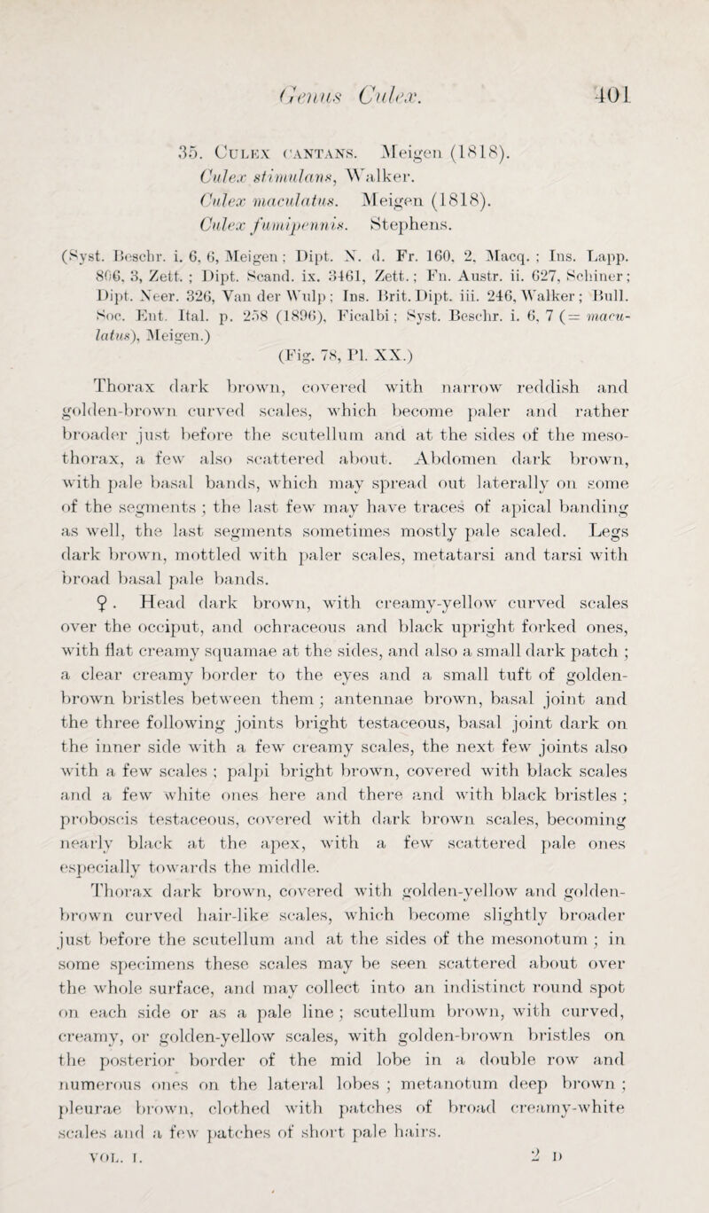 35. Culex cantans. Meigen (1818). Culex stimulant, Walker. Culex maculatus. Meigen (1818). Culex fumijpennis. Stephens. (Syst. Beschr. i. 6, 6, Meigen; Dipt. X. d. Fr. 160, 2, Macq. ; Ins. Lapp. 806, 3, Zett. ; Dipt. Scand. ix. 3461, Zett.; Fn. Austr. ii. 627, Schiner; Dipt. Xeer. 326, Van der Wnlp; Ins. Brit. Dipt. iii. 246, Walker; Bull. Soc. Ent. Ital. p. 2.18 (1896), Ficalbi; Syst. Besclir. i. 6. 7 (= macu¬ latus), Meigen.) (Fig. 78, PI. XX.) Thorax dark brown, covered with narrow reddish and golden-brown curved scales, which become paler and rather broader just before the scutellum and at the sides of the meso- thorax, a few also scattered about. Abdomen dark brown, with pale basal bands, which may spread out laterally on some of the segments ; the last few may have traces of apical banding as well, the last segments sometimes mostly pale scaled. Legs dark brown, mottled with paler scales, metatarsi and tarsi with broad basal pale bands. 9 • Head dark brown, with creamy-yellow curved scales over the occiput, and ochraceous and black upright forked ones, with flat creamy squamae at the sides, and also a small dark patch ; a clear creamy border to the eyes and a small tuft of golden- brown bristles between them ; antennae brown, basal joint and the three following joints bright testaceous, basal joint dark on the inner side with a few creamy scales, the next few joints also with a few scales ; palpi bright brown, covered with black scales and a few white ones here and there and with black bristles ; proboscis testaceous, covered with dark brown scales, becoming nearly black at the apex, with a few scattered pale ones especially towards the middle. Thorax dark brown, covered with golden-yellow and golden- brown curved hair-like scales, which become slightly broader just before the scutellum and at the sides of the mesonotum ; in some specimens these scales may be seen scattered about over the whole surface, and may collect into an indistinct round spot on each side or as a pale line; scutellum brown, with curved, creamy, or golden-yellow scales, with golden-brown bristles on the posterior border of the mid lobe in a double row and numerous ones on the lateral lobes ; metanotum deep brown ; pleurae brown, clothed with patches of broad creamy-white scales and a few patches of short pale hairs. VOL. i.
