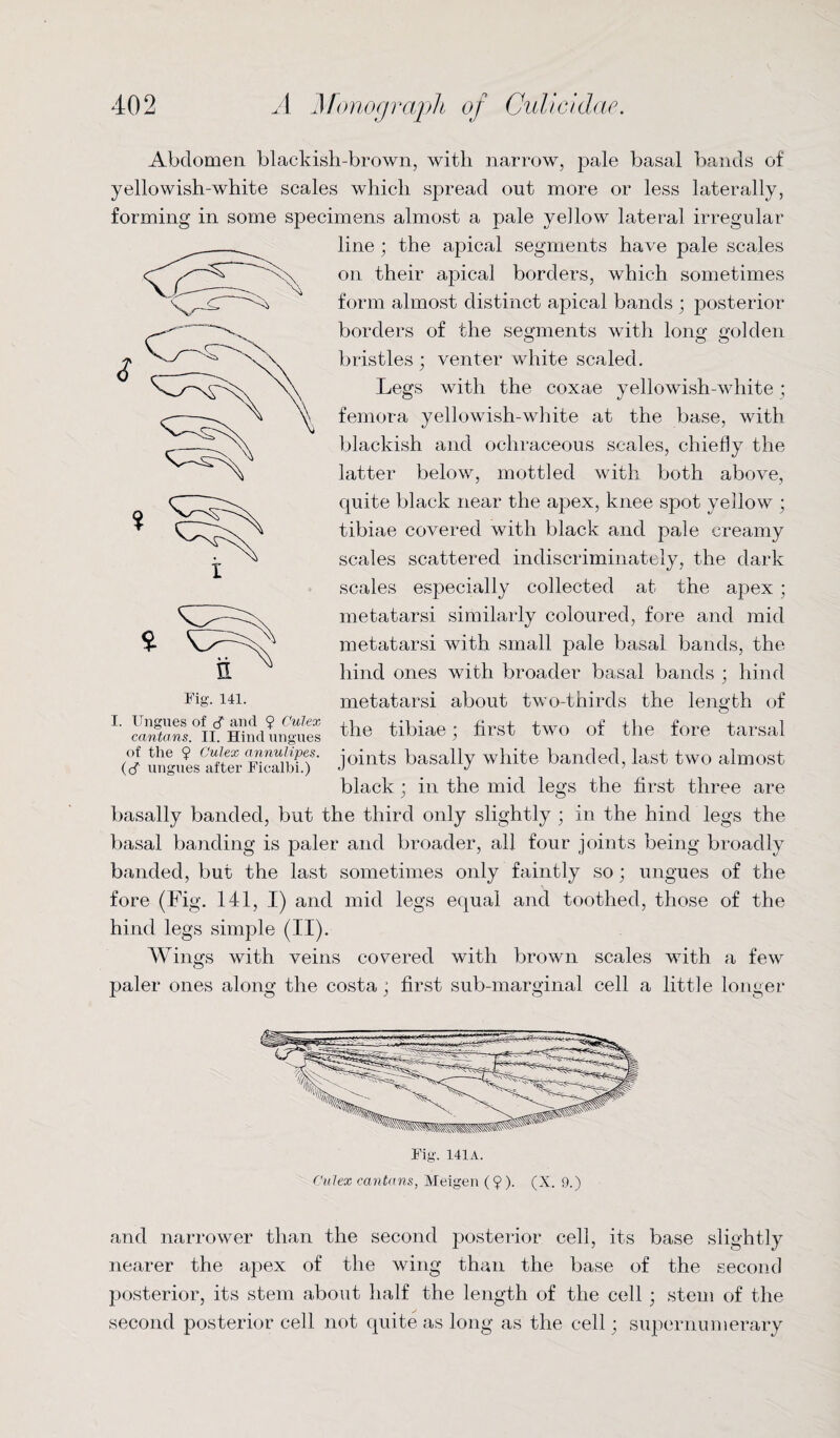 Abdomen blackish-brown, with narrow, pale basal bands of yellowish-white scales which spread out more or less laterally, forming in some specimens almost a pale yellow lateral irregular line ; the apical segments have pale scales on their apical borders, which sometimes form almost distinct apical bands ; posterior borders of the segments with long golden bristles ; venter white scaled. Legs with the coxae yellowish-white ; femora yellowish-white at the base, with blackish and ochraceous scales, chiefly the latter below, mottled with both above, quite black near the apex, knee spot yellow ; tibiae covered with black and pale creamy scales scattered indiscriminately, the dark scales especially collected at the apex ; metatarsi similarly coloured, fore and mid metatarsi with small pale basal bands, the hind ones with broader basal bands ; hind metatarsi about two-thirds the length of L SaS.°iL ffind ungues the tibiae; first two of the fore tarsal of the ? cuiex annuhpes. j(qnps basally white banded, last two almost black ; in the mid legs the first three are basally banded, but the third only slightly ; in the hind legs the basal banding is paler and broader, all four joints being broadly banded, but the last sometimes only faintly so; ungues of the fore (Fig. 141, I) and mid legs equal and toothed, those of the hind legs simple (II). Wings with veins covered with brown scales with a few paler ones along the costa; first sub-marginal cell a little longer Fig. 141A. Cuiex cantons, Meigen ($). (X. 9.) and narrower than the second posterior cell, its base slightly nearer the apex of the wing than the base of the second posterior, its stem about half the length of the cell; stem of the second posterior cell not quite as long as the cell; supernumerary
