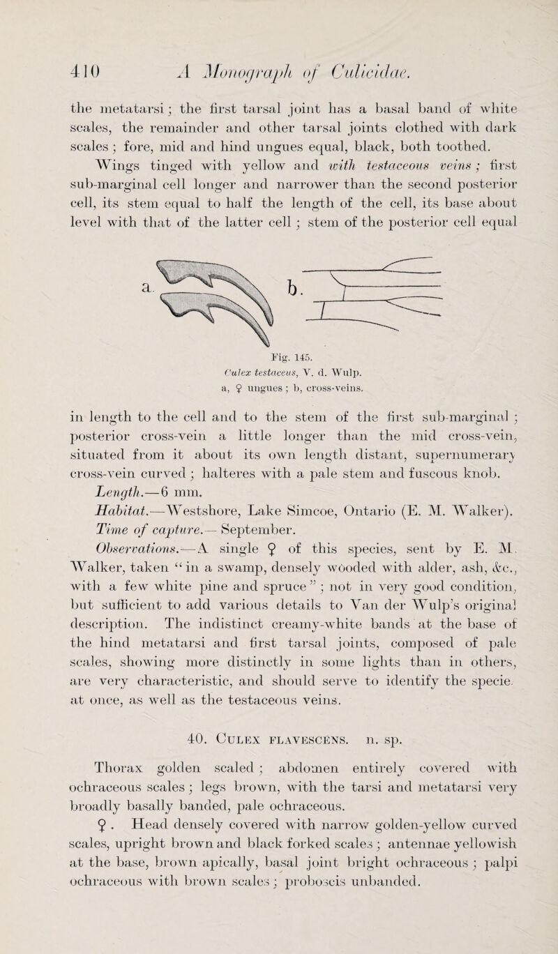 the metatarsi; the first tarsal joint has a basal band of white scales, the remainder and other tarsal joints clothed with dark scales ; fore, mid and hind ungues equal, black, both toothed. Wings tinged with yellow and with testaceous veins : first sub-marginal cell longer and narrower than the second posterior cell, its stem equal to half the length of the cell, its base about level with that of the latter cell ; stem of the posterior cell equal Culex testaceus, V. d. Wulp. a, ? ungues ; b, cross-veins. in length to the cell and to the stem of the first sub-marginal ; posterior cross-vein a little longer than the mid cross-vein, situated from it about its own length distant, supernumerary cross-vein curved ; halteres with a pale stem and fuscous knob. Length.—6 mm. Habitat.—Westshore, Lake Simcoe, Ontario (E. M. Walker). Time of capture.— September. Observations.—A. single 9 °f this species, sent by E. M, Walker, taken “ in a swamp, densely wooded with alder, ash, &c., with a few white pine and spruce ” ; not in very good condition, but sufficient to add various details to Van der Wulp’s original description. The indistinct creamy-white bands at the base of the hind metatarsi and first tarsal joints, composed of pale scales, showing more distinctly in some lights than in others, are very characteristic, and should serve to identify the specie at once, as well as the testaceous veins. 40. Culex flavescens. n. sp. T1 lorax golden scaled ; abdomen entirely covered with ochraceous scales; legs brown, with the tarsi and metatarsi very broadly basally banded, pale ochraceous. 9 . Head densely covered with narrow golden-yellow curved scales, upright brown and black forked scales ; antennae yellowish at the base, brown apically, basal joint bright ochraceous ; palpi ochraceous with brown scales; proboscis unbanded.
