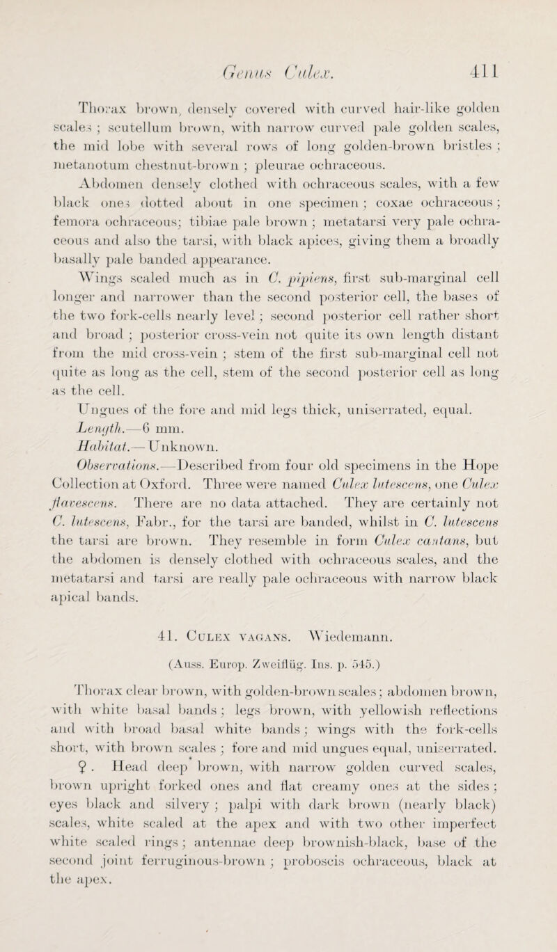 Thorax brown densely covered with curved hair-like golden scales ; seutellum brown, with narrow curved pale golden scales, the mid lobe with several rows of long golden-brown bristles ; metanotum chestnut-brown ; pleurae ochraceous. Abdomen densely clothed with ochraceous scales, with a few black ones dotted about in one specimen; coxae ochraceous; femora ochraceous; tibiae pale brown; metatarsi very pale ochra¬ ceous and also the tarsi, with black apices, giving them a broadly basally pale banded appearance. Wings scaled much as in C. pipiens, first sub-marginal cell longer and narrower than the second posterior cell, the bases of the two fork-cells nearly level; second posterior cell rather short and broad ; posterior cross-vein not quite its own length distant from the mid cross-vein ; stem of the first sub-marginal cell not quite as long as the cell, stem of the second posterior cell as long as the cell. Ungues of the fore and mid legs thick, uniserrated, equal. Length.—6 mm. Habitat.—Unknown. Observations.-—Described from four old specimens in the Hope Collection at Oxford. Three were named Culex lutescens, one Culex Jtavescens. There are no data attached. They are certainly not C. lutescens, Fabr., for the tarsi are banded, whilst in C. lutescens the tarsi are brown. They resemble in form Culex cant avis, but the abdomen is densely clothed with ochraceous scales, and the metatarsi and tarsi are really pale ochraceous with narrow black apical bands. 41. Culex vagans. Wiedemann. (Auss. Europ. Zweifliig. Ins. p. 545.) Thorax clear brown, with golden-brown scales; abdomen brown, with white basal bands; legs brown, with yellowish reflections and with broad basal white bands; wings with the fork-cells short, with brown scales ; fore and mid ungues equal, uniserrated. 9 ■ Head deep brown, with narrow golden curved scales, brown upright forked ones and flat creamy ones at the sides ; eyes black and silvery ; palpi with dark brown (nearly black) scales, white scaled at the apex and with two other imperfect white scaled rings; antennae deep brownish-black, base of the second joint ferruginous-brown ; proboscis ochraceous, black at the apex.