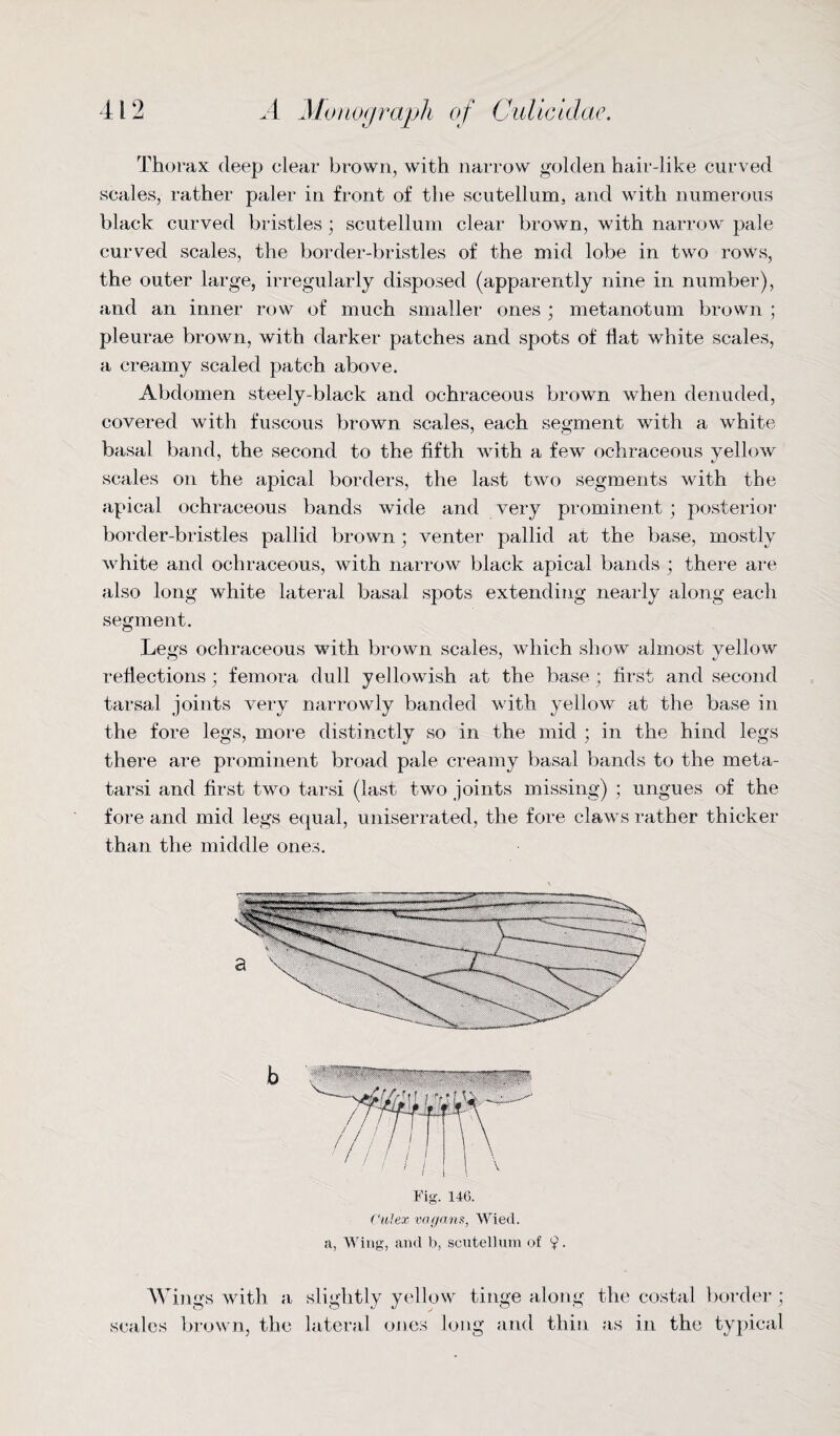 Thorax deep clear brown, with narrow golden hair-like curved scales, rather paler in front of the scutellum, and with numerous black curved bristles ; scutellum clear brown, with narrow pale curved scales, the border-bristles of the mid lobe in two rows, the outer large, irregularly disposed (apparently nine in number), and an inner row of much smaller ones ; metanotum brown ; pleurae brown, with darker patches and spots of flat white scales, a creamy scaled patch above. Abdomen steely-black and ochraceous brown when denuded, covered with fuscous brown scales, each segment with a white basal band, the second to the fifth with a few ochraceous yellow scales on the apical borders, the last two segments with the apical ochraceous bands wide and very prominent ; posterior border-bristles pallid brown; venter pallid at the base, mostly white and ochraceous, with narrow black apical bands ; there are also long white lateral basal spots extending nearly along each segment. Legs ochraceous with brown scales, which show almost yellow reflections; femora dull yellowish at the base; first and second tarsal joints very narrowly banded with yellow at the base in the fore legs, more distinctly so in the mid ; in the hind legs there are prominent broad pale creamy basal bands to the meta¬ tarsi and first two tarsi (last two joints missing) ; ungues of the fore and mid legs equal, uniserrated, the fore claws rather thicker than the middle ones. Fig. 146. Culex vagans, Wiecl. a, Wing, and b, scutellum of 9- w ings with a slightly yellow tinge along the costal border ; scales brown, the lateral ones long and thin as in the typical