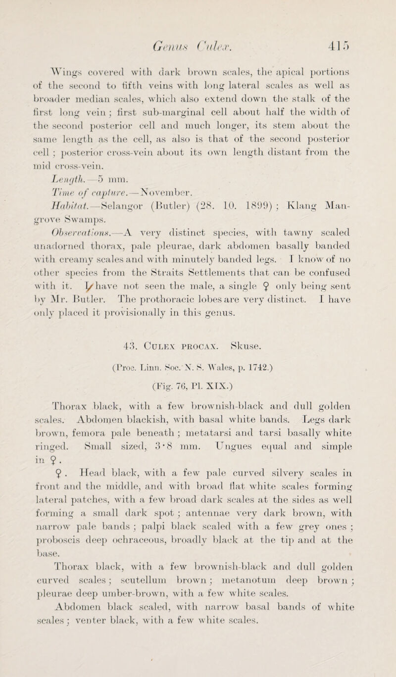Wings covered with dark brown scales, the apical portions of the second to fifth veins with long lateral scales as well as broader median scales, which also extend down the stalk of the first long vein ; first sub-marginal cell about half the width of the second posterior cell and much longer, its stem about the same length as the cell, as also is that of the second posterior cell ; posterior cross-vein about its own length distant from the mid cross-vein. Length.—5 mm. Time of capture.—November. Habitat.—Selangor (Butler) (28. 10. 1899) ; Klang Man¬ grove Swamps. Observations.—A very distinct species, with tawny scaled unadorned thorax, pale pleurae, dark abdomen basally banded with creamy scales and with minutely banded legs. I know of no other species from the Straits Settlements that can be confused with it. 1/have not seen the male, a single 9 only being sent by Mr. Butler. The prothoracic lobes are very distinct. I have only placed it provisionally in this genus. 43. Culex procax. Skuse. (Proo. Linn. Soc. N. S. Wales, p. 1742.) (Fig. 76, PI. XIX.) Thorax black, with a few brownish-black and dull golden scales. Abdomen blackish, with basal white bands. Legs dark brown, femora pale beneath ; metatarsi and tarsi basally white ringed. Small sized, 3 • 8 mm. Ungues equal and simple in 9 • 9 . Head black, with a few pale curved silvery scales in front and the middle, and with broad Hat white scales forming lateral patches, with a few broad dark scales at the sides as well forming a small dark spot ; antennae very dark brown, with narrow pale bands ; palpi black scaled with a few grey ones ; proboscis deep ochraceous, broadly black at the tip and at the base. Thorax black, with a few brownish-black and dull golden curved scales; scutellum brown; metanotum deep brown ; pleurae deep umber-brown, with a few white scales. Abdomen black scaled, with narrow basal bands of white scales; venter black, with a few white scales.