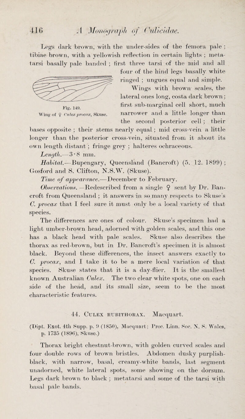 Legs dark brown, with the under-sides of the femora pale ; tibiae brown, with a yellowish reflection in certain lights ; meta¬ tarsi basally pale banded ; first three tarsi of the mid and all four of the hind legs basally white ringed ; ungues equal and simple. Wings with brown scales, the lateral ones long, costa dark brown; first sub-marginal cell short, much narrower and a little longer than the second posterior ceil ; their bases opposite ; their stems nearly equal ; mid cross-vein a little longer than the posterior cross-vein, situated from it about its own length distant; fringe grey ; halteres oehraceous. Length. — 3 • 8 mm. Habitat.—Bupengary, Queensland (Bancroft) (5. 12. 1899); Gosford and S. Clifton, N.S.W. (Skuse). Time of appearance.—December to February. Observations. — Bedescribed from a single 9 sent by Dr. Ban¬ croft from Queensland ; it answers in so many respects to Sk use’s C. procax that I feel sure it must only be a local variety of that species. The differences are ones of colour. Skuse’s specimen had a light umber-brown head, adorned with golden scales, and this one has a black head with pale scales. Skuse also describes the thorax as red-brown, but in Dr. Bancroft’s specimen it is almost black. Beyond these differences, the insect answers exactly to C. procax, and I take it to be a mere local variation of that species. Skuse states that it is a day-flier. It is the smallest known Australian Culex. The two clear white spots, one on each side of the head, and its small size, seem to be the most characteristic features. 44. Culex rubithorax. Macquart. (Dipt. Exot. 4tli 8upp. p. 9 (1850), Macquart; Proc. Linn. See. N. S. Wales, p. 1735 (1896), Skuse.) Thorax bright chestnut-brown, with golden curved scales and four double rows of brown bristles. Abdomen dusky purplish- black, with narrow, basal, creamy-white bands, last segment unadorned, white lateral spots, some showing on the dorsum. Legs dark brown to black ; metatarsi and some of the tarsi with basal pale bands. Fig. 149. Wing of 9 Culex procax, Skuse.