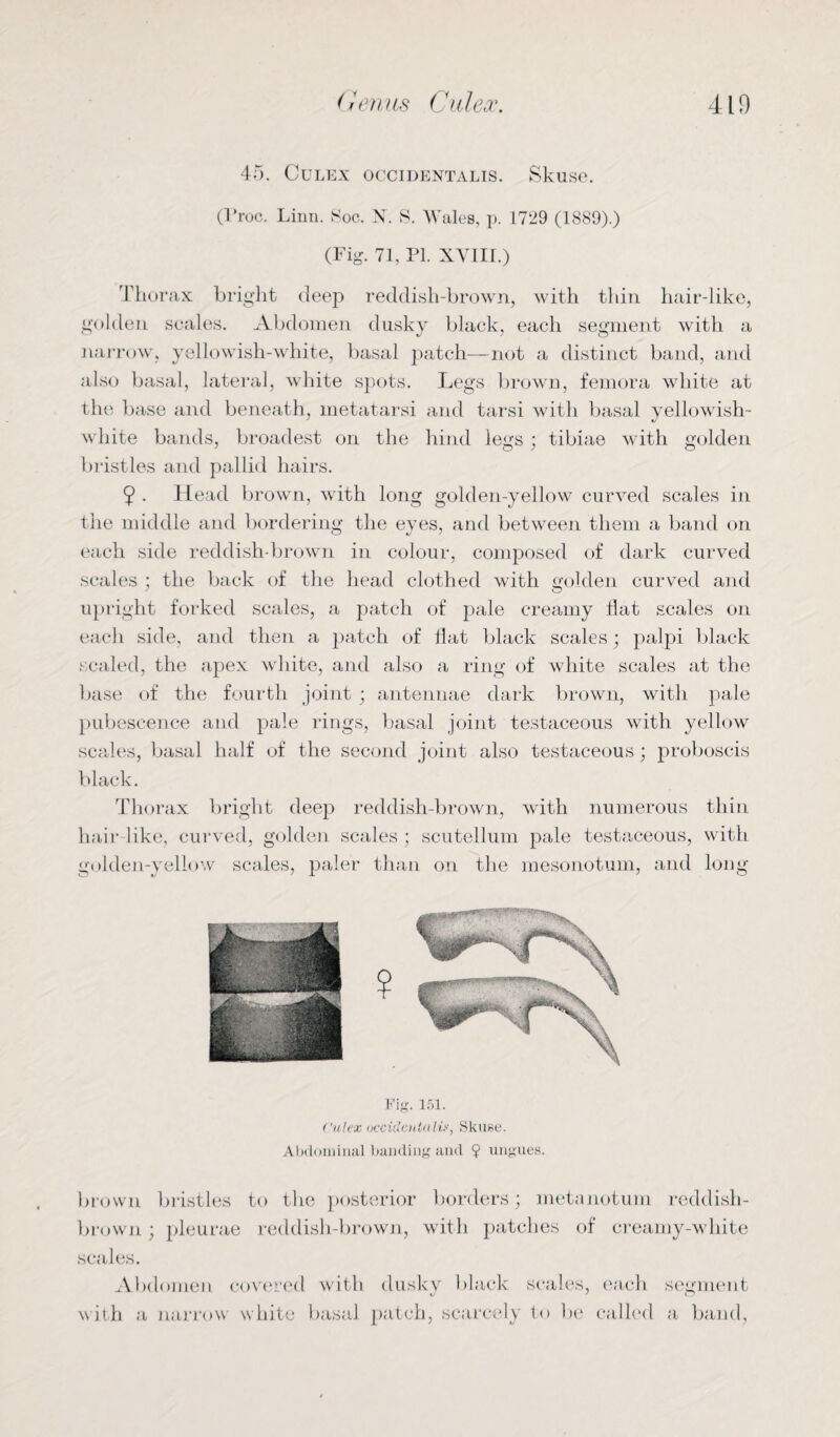 45. Culex occidentals. Skuse. (I’l-oc. Linn. Soc. N. S. Wales, p. 1729 (1889).) (Fig. 71, PI. XVIII.) Thorax bright deep reddish-brown, with thin hair-like, golden scales. Abdomen dusky black, each segment with a narrow, yellowish-white, basal patch—not a distinct band, and also basal, lateral, white spots. Legs brown, femora white at the base and beneath, metatarsi and tarsi with basal yellowish- white bands, broadest on the hind legs ; tibiae with golden bristles and pallid hairs. 9 • Head brown, with long golden-yellow curved scales in the middle and bordering the eyes, and between them a band on each side reddish-brown in colour, composed of dark curved scales ; the back of the head clothed with golden curved and upright forked scales, a patch of pale creamy Hat scales on each side, and then a patch of Hat black scales; palpi black scaled, the apex white, and also a ring of white scales at the base of the fourth joint ; antennae dark brown, with pale pubescence and pale rings, basal joint testaceous with yellow scales, basal half of the second joint also testaceous; proboscis black. Thorax bright deep reddish-brown, with numerous thin hair like, curved, golden scales ; scutellum pale testaceous, with golden-yellow scales, paler than on the mesonotum, and long Fig. 151. Culex accidentally, Skuse. Abdominal banding and ? ungues. brown bristles to the posterior borders; metanotum reddish- brown ; pleurae reddish-brown, with patches of creamy-white scales. Abdomen covered with dusky black scales, each segment with a narrow white basal patch, scarcely to be called a band,