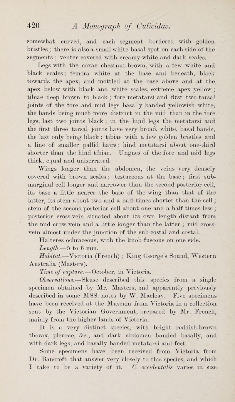 somewhat curved, and each segment bordered with golden bristles; there is also a small white basal spot on each side of the segments ; venter covered with creamy-white and dark scales. Legs with the coxae chestnut-brown, with a few white and black scales; femora white at the base and beneath, black towards the apex, and mottled at the base above and at the apex below with black and white scales, extreme apex yellow; tibiae deep brown to black ; fore metatarsi and first two tarsal joints of the fore and mid legs basally banded yellowish white, the bands being much more distinct in the mid than in the fore legs, last two joints black ; in the hind legs the metatarsi and the first three tarsal joints have very broad, white, basal bands, the last only being black; tibiae with a few golden bristles and a line of smaller pallid hairs; hind metatarsi about one-third shorter than the hind tibiae. Ungues of the fore and mid legs thick, equal and uniserrated. Wings longer than the abdomen, the veins very densely covered with brown scales; testaceous at the base; first sub¬ marginal cell longer and narrower than the second posterior cell, its base a little nearer the base of the wing than, that of the latter, its stem about two and a half times shorter than the cell ; stem of the second posterior cell about one and a half times less; posterior cross-vein situated about its own length distant from the mid cross-vein and a little longer than the latter ; mid cross¬ vein almost under the junction of the sub-costal and costal. Halteres ochraceous, with the knob fuscous on one side. Length.—5 to 6 mm. Habitat.—Victoria (French); King George’s Sound, Western Australia (Masters). Time of capture.—October, in Victoria. Observations. — Skuse described this species from a single specimen obtained by Mr. Masters, and apparently previously described in some MSS. notes by W. Macleay. Five specimens have been received at the Museum from Victoria in a collection sent by the Victorian Government, prepared by Mr. French, mainly from the higher lands of Victoria. It is a very distinct species, with bright reddish-brown thorax, pleurae, &c., and dark abdomen banded basally, and with dark legs, and basally banded metatarsi and feet. Some specimens have been received from Victoria from Ur. Bancroft that answer very closely to this species, and which I take to be a variety of it. C. occidentalis varies in size