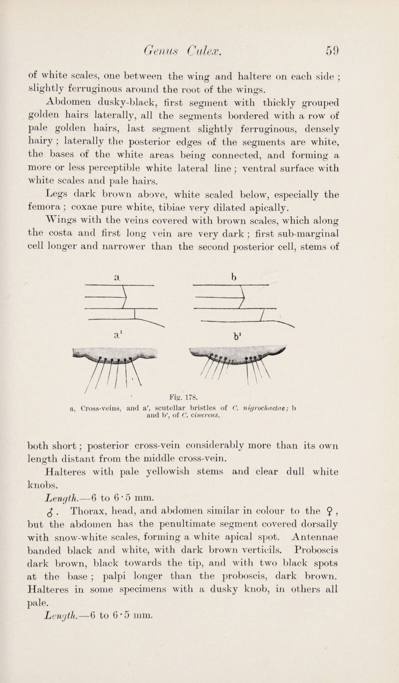 of white scales, one between the wing and haltere on each side ; slightly ferruginous around the root of the wings. Abdomen dusky-black, first segment with thickly grouped golden hairs laterally, all the segments bordered with a row of pale golden hairs, last segment slightly ferruginous, densely hairy ; laterally the posterior edges of the segments are white, the bases of the white areas being connected, and forming a more or less perceptible white lateral line; ventral surface with white scales and pale hairs. Legs dark brown above, white scaled below, especially the femora; coxae pure white, tibiae very dilated apically. Wings with the veins covered with brown scales, which along the costa and first long vein are very dark ; first sub-marginal cell longer and narrower than the second posterior cell, stems of a b Fig. 178. a, Cross-veins, and a', scutellar bristles of C. nigrochaetae; b and b', of C. cinereus. both short; posterior cross-vein considerably more than its own length distant from the middle cross-vein. Halteres with pale yellowish stems and clear dull white knobs. Length.—6 to 6 * 5 mm. £ . Thorax, head, and abdomen similar in colour to the 9 ? but the abdomen has the penultimate segment covered dorsally with snow-white scales, forming a white apical spot. Antennae banded black and white, with dark brown verticils. Proboscis dark brown, black towards the tip, and with two black spots at the base; palpi longer than the proboscis, dark brown. Halteres in some specimens with a dusky knob, in others all pale. Length.—6 to 6 • 5 mm.