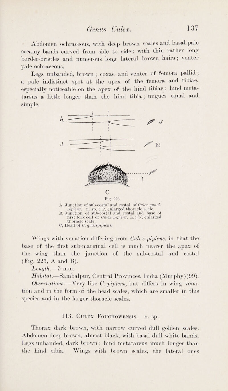 Abdomen ochraceous, with deep brown scales and basal pale creamy bands curved from side to side ; with thin rather long border-bristles and numerous long lateral brown hairs; venter pale ochraceous. Legs unhanded, brown ; coxae and venter of femora pallid ; a pale indistinct spot at the apex of the femora and tibiae, especially noticeable on the apex of the hind tibiae; hind meta¬ tarsus a little longer than the hind tibia; ungues equal and simple. ^ a' S' b! C Fig. 223. A, Junction of sub-costal and costal of Culex quasi- pipiens. n. sp. ; a', enlarged thoracic scale. E, Junction of sub-costal and costal and base of first fork cell of Culex pipiens, L. ; b', enlarged thoracic scale. C, Head of C. quasipipiens. Wings with venation differing from Culex pipiens, in that the base of the first sub-marginal cell is much nearer the apex of the wing than the junction of the sub-costal and costal (Fig. 223, A and B). Length.—5 mm. Habitat.—Sambalpur, Central Provinces, India (Murphy)(99). Observations.—Very like C. pipiens, but differs in wing vena¬ tion and in the form of the head scales, which are smaller in this species and in the larger thoracic scales. 113. Culex Fouchowensis. n. sp. Thorax dark brown, with narrow curved dull golden scales. Abdomen deep brown, almost black, with basal dull white bands. Legs unbanded, dark brown; hind metatarsus much longer than the hind tibia. Wings with brown scales, the lateral ones