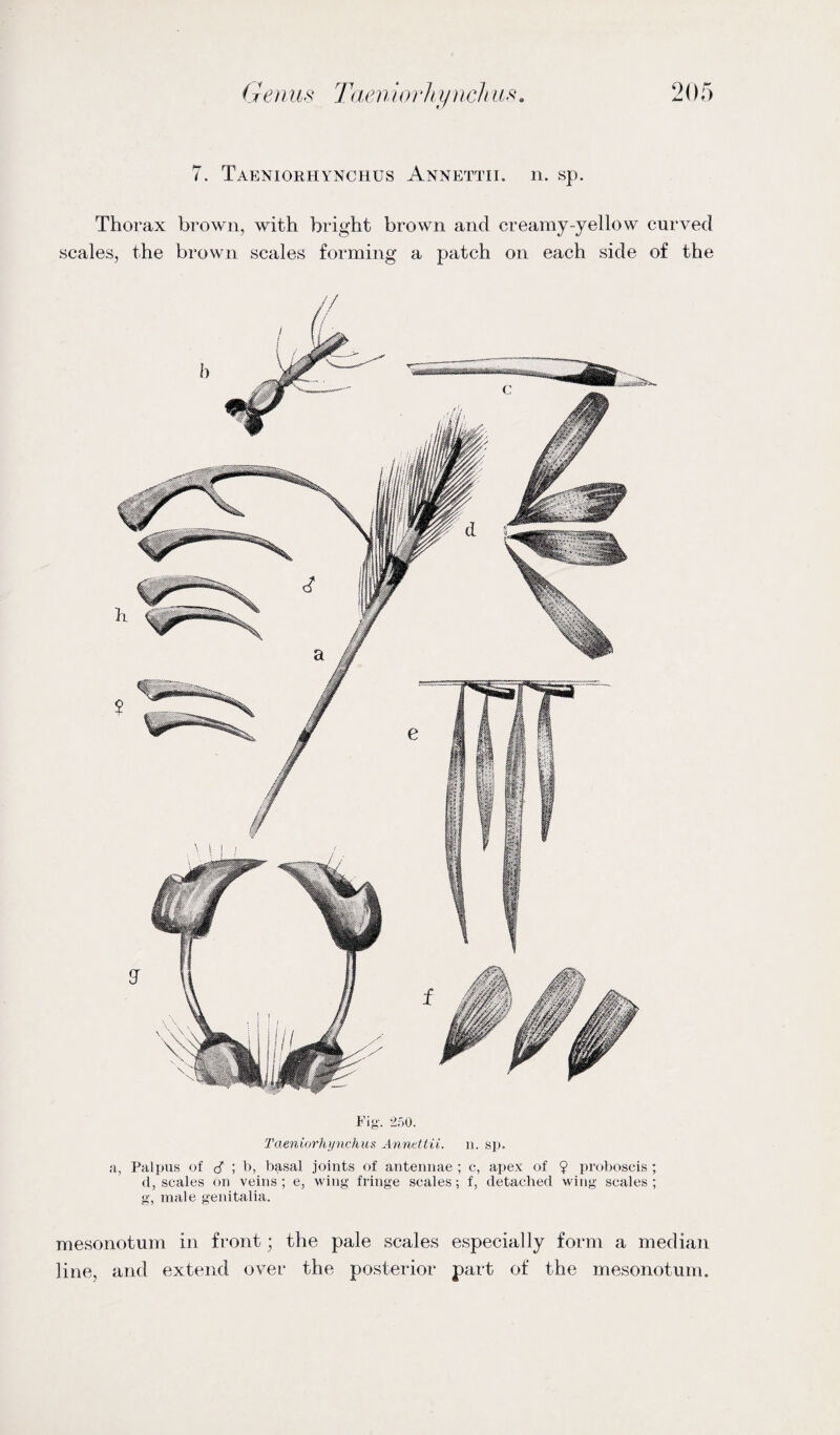 7. Taeniorhynchus Annettii. n. sp. Thorax brown, with bright brown and creamy-yellow curved scales, the brown scales forming a patch on each side of the Fig. 250. Taeniorhynchus Annettii. n. sp. a, Palpus of cT ; b, basal joints of antennae ; c, apex of ? proboscis; (1, scales on veins; e, wing fringe scales; f, detached wing scales; g, male genitalia. mesonotum in front; the pale scales especially form a median line, and extend over the posterior part of the mesonotum.