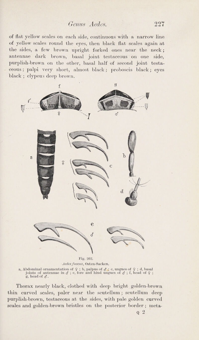 of flat yellow scales on each side, continuous with a narrow line of yellow scales round the eyes, then black Hat scales again at the sides, a few brown upright forked ones near the neck; antennae dark brown, basal joint testaceous on one side, purplish-brown on the other, basal half of second joint testa¬ ceous ; palpi very short, almost black; proboscis black; eyes black ; clypeus deep brown. f ‘ * Fig. 262. Aedes fuscus, Osten-Sacken. a, Abdominal ornamentation of 9 ; b, palpus of cf ; c, ungues of 9 ; d, basal joints of antennae in ; e, fore and hind ungues of cT ; f, bead of 9 ; g, head of cf. Thorax nearly black, clothed with deep bright golden-brown thin curved scales, paler near the scutellurn; scutellum deep purplish-brown, testaceous at the sides, with pale golden curved scales and golden-brown bristles on the posterior border ; meta- Q 2