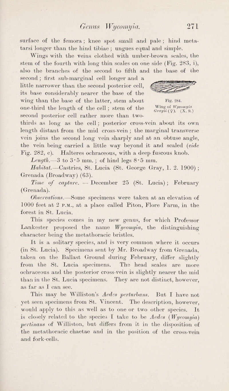 Fig. 284. Wing of Wyeomyia Grayii ($). (X. 9.) surface of the femora; knee spot small and pale; hind meta¬ tarsi longer than the hind tibiae; ungues equal and simple. Wings with the veins clothed with umber-brown scales, the stem of the fourth with long thin scales on one side (Fig. 283, i), also the branches of the second to fifth and the base of the second ; first sub-marginal cell longer and a little narrower than the second posterior cell, its base considerably nearer the base of the wing than the base of the latter, stem about one-third the length of the cell; stem of the second posterior cell rather more than two- thirds as long as the cell; posterior cross-vein about its own length distant from the mid cross-vein ; the marginal transverse vein joins the second long vein sharply and at an obtuse angle, the vein being carried a little way beyond it and scaled (vide Fig. 282, c). Halteres ocbraceous, with a deep fuscous knob. Length.—3 to 3 • 5 mm.; of hind legs 8 • 5 mm. Habitat.—-Castries, St. Lucia (St. George Gray, 1. 2. 1900) ; Grenada (Broadway) (63). Time of capture. — December 25 (St. Lucia); February (Grenada). Observations.—Some specimens were taken at an elevation of 1000 feet at 2 p.m., at a place called Piton, Flore Farm, in the forest in St. Lucia. This species comes in my new genus, for which Professor Lankester proposed the name Wyeomyia, the distinguishing- character being the metathoracic bristles. It is a solitary species, and is very common where it occurs (in St. Lucia). Specimens sent by Mr. Broadway from Grenada, taken on the Ballast Ground during February, differ slightly from the St. Lucia specimens. The head scales are more ochraceous and the posterior cross-vein is slightly nearer the mid than in the St. Lucia specimens. They are not distinct, however, as far as J can see. This may be Williston’s Aedes perturbans. But I have not yet seen specimens from St. Vincent. The description, however, would apply to this as well as to one or two other species. It is closely related to the species 1 take to be Aedes (Wyeomyia) pertinans of Williston, but differs from it in the disposition of the metathoracic chaetae and in the position of the cross-vein and fork-cells.