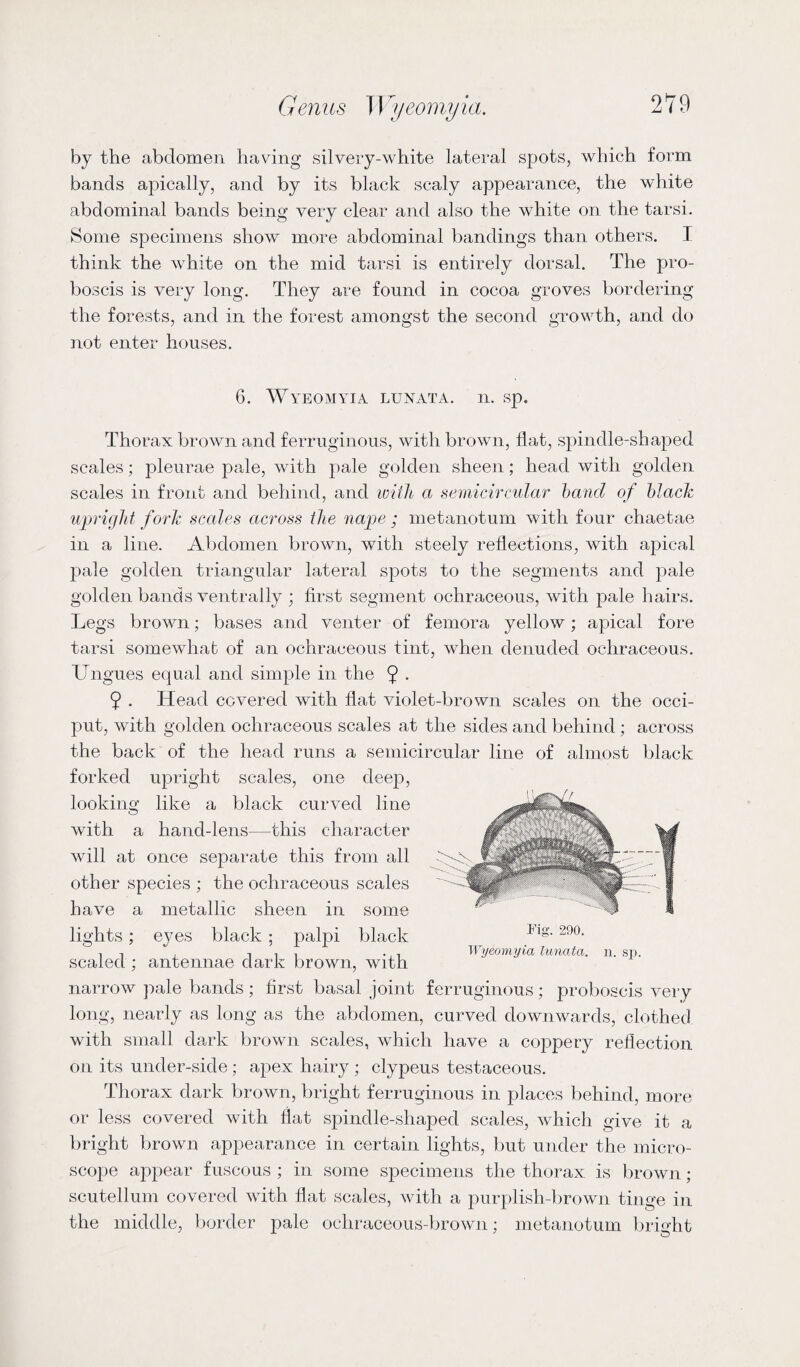 by the abdomen having silvery-white lateral spots, which form bands apically, and by its black scaly appearance, the white abdominal bands being very clear and also the white on the tarsi. Some specimens show more abdominal bandings than others. I think the white on the mid tarsi is entirely dorsal. The pro¬ boscis is very long. They are found in cocoa groves bordering the forests, and in the forest amongst the second growth, and do not enter houses. 6. Wyeomyia lunata. n. sp. Thorax brown and ferruginous, with brown, flat, spindle-shaped scales; pleurae pale, with pale golden sheen; head with golden scales in front and behind, and with a semicircular hand of black upright fork sccdes across the nape ; metanotum with four chaetae in a line. Abdomen brown, with steely reflections, with apical pale golden triangular lateral spots to the segments and pale golden bands ventrally ; first segment ochraceous, with pale hairs. Legs brown; bases and venter of femora yellow; apical fore tarsi somewhat of an ochraceous tint, when denuded ochraceous. Ungues equal and simple in the 9 • 9 . Head covered with flat violet-brown scales on the occi¬ put, with golden ochraceous scales at the sides and behind ; across the back of the head runs a semicircular line of almost black forked upright scales, one deep, looking like a black curved line with a hand-lens—this character will at once separate this from all other species ; the ochraceous scales have a metallic sheen in some lights; eyes black ; palpi black scaled ; antennae dark brown, with narrow pale bands; first basal joint ferruginous; proboscis very long, nearly as long as the abdomen, curved downwards, clothed with small dark brown scales, which have a coppery reflection on its under-side; apex hairy ; clypeus testaceous. Thorax dark brown, bright ferruginous in places behind, more or less covered with flat spindle-shaped scales, which give it a bright brown appearance in certain lights, but under the micro¬ scope appear fuscous ; in some specimens the thorax is brown; scutellum covered with flat scales, with a purplish-brown tinge in the middle, border pale ochraceous-brown; metanotum bright Fig. 290. Wyeomyia lunata. n. sp.