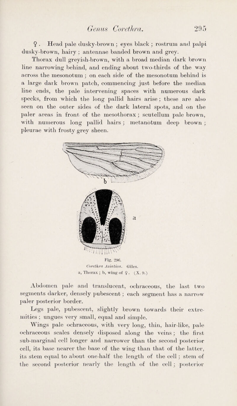 9 . Head pale dusky-brown; eyes black ; rostrum and palpi dusky-brown, hairy ; antennae banded brown and grey. Thorax dull greyish-brown, with a broad median dark brown line narrowing behind, and ending about two-thirds of the way across the mesonotum ; on each side of the mesonotum behind is a large dark brown patch, commencing just before the median line ends, the pale intervening spaces with numerous dark specks, from which the long pallid hairs arise; these are also seen on the outer sides of the dark lateral spots, and on the paler areas in front of the mesotliorax ; scutellum pale brown, with numerous long pallid hairs ; metanotum deep brown ; pleurae with frosty grey sheen. Fig. 296. Corethra Asiatica. Giles, a, Thorax ; b, wing of ?. (X. 9.) Abdomen pale and translucent, ochraceous, the last two segments darker, densely pubescent; each segment has a narrow paler posterior border. Legs pale, pubescent, slightly brown towards their extre¬ mities ; ungues very small, equal and simple. Wings pale ochraceous, with very long, thin, hair-like, pale ochraceous scales densely disposed along the veins; the first sub-marginal cell longer and narrower than the second posterior cell, its base nearer the base of the wing than that of the latter, its stem equal to about one-half the length of the cell : stem of the second posterior nearly the length of the cell; posterior