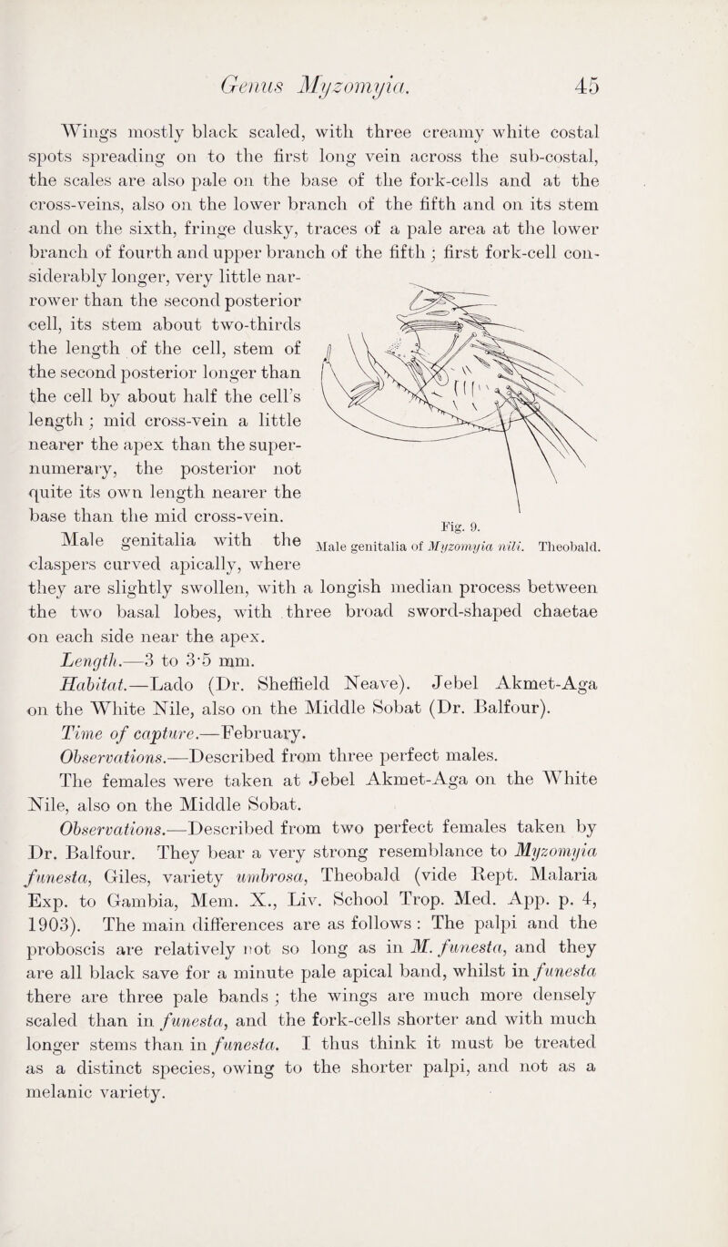 Fig. 9. Male genitalia of Myzomyia nili. Theobald. Wings mostly black scaled, with three creamy white costal spots spreading on to the first long vein across the sub-costal, the scales are also pale on the base of the fork-cells and at the cross-veins, also on the lower branch of the fifth and on its stem nnd on the sixth, fringe dusky, traces of a pale area at the lower branch of fourth and upper branch of the fifth ; first fork-cell con¬ siderably longer, very little nar¬ rower than the second posterior oell, its stem about two-thirds the length of the cell, stem of the second posterior longer than the cell by about half the cell’s length ; mid cross-vein a little nearer the apex than the super¬ numerary, the posterior not quite its own length nearer the base than the mid cross-vein. Male genitalia with the claspers curved ajDically, where they are slightly swollen, with a longish median process between the two basal lobes, with three broad sword-shaped chaetae on each side near the apex. Length.—3 to 3‘5 mm. Habitat—Lado (Dr. Sheffield Neave). Jebel Akmet-Aga on the White Mle, also on the Middle Sobat (Dr. Balfour). Time of capture.—February. Observations.—Described from three perfect males. The females were taken at Jebel Akmet-Aga on the White Nile, also on the Middle Sobat. Observatio7is.—Described from two perfect females taken by Dr. Balfour. They bear a very strong resemblance to Myzomyia funesta, Giles, variety umbrosa, Theobald (vide B-ept. Malaria Exp. to Gambia, Mem. X., Liv. School Trop. Med. App. p. 4, 1903). The main differences are as follows: The palpi and the proboscis are relatively rmt so long as in M. funesta, and they are all black save for a minute pale apical band, whilst in. funesta there are three pale bands ; the wings are much more densely scaled than in funesta, and the fork-cells shorter and with much longer stems than in funesta. I thus think it must be treated as a distinct species, owing to the shorter palpi, and not as a melanic variety.