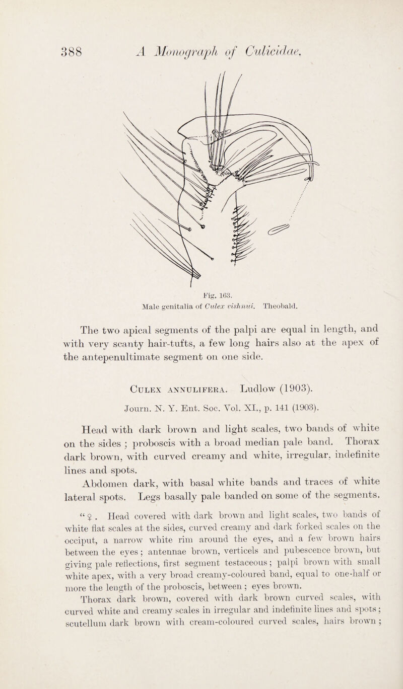 163. Male genitalia of Culex oisli md. Theobald. The two apical segments of the palpi are equal in length, and with very scanty hair-tufts, a few long hairs also at the apex of the antepenultimate segment on one side. Culex annulifera. Ludlow (1903). Journ. N. Y. Ent. Soc. Vol. XI., p. 141 (1903). Head with dark brown and light scales, two bands of white on the sides ; proboscis with a broad median pale band. Thorax dark brown, with curved creamy and white, irregular, indefinite lines and spots. Abdomen dark, with basal wliite bands and traces of white lateral spots. Legs basally pale banded on some of the segments. “ 9 . Head covered with dark hrowii and light scales, two hands of white flat scales at the sides, curved creamy and dark forked scales on the occiput, a narrow white rim around the eyes, and a few brown hairs between the eyes ; antennae brown, verticels and pubescence brown, but giving pale reflections, first segment testaceous; palpi brown with small white apex, with a very broad creamy-coloured band, equal to one-half or more the length of the proboscis, between ; eyes brown. Thorax dark brown, covered with dark brown curved scales, with curved white and creamy scales in ii-regnlar and indefinite lines and spots ; scutellum dark brown with cream-coloured curved scales, hairs brown ;